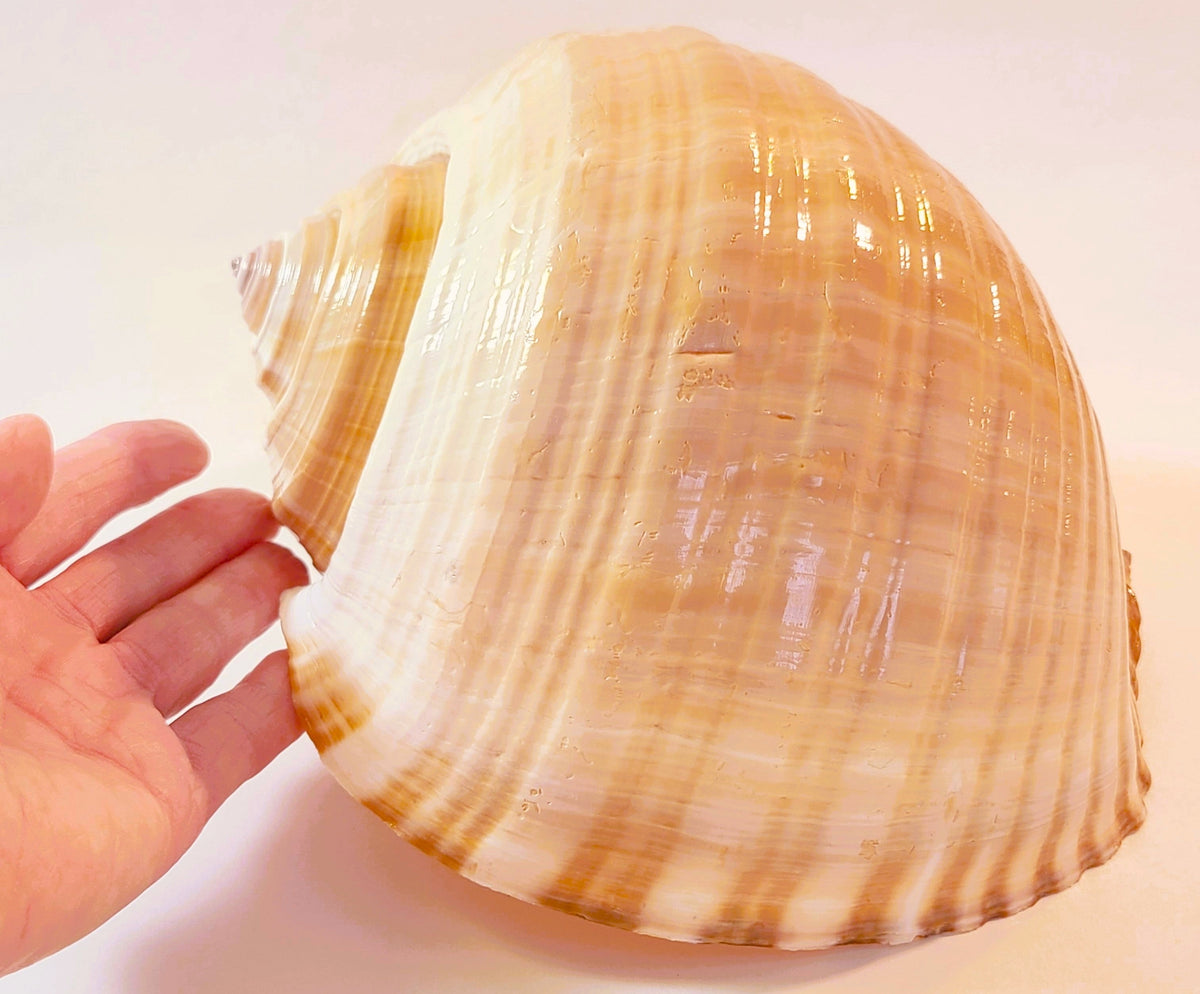 Shells
