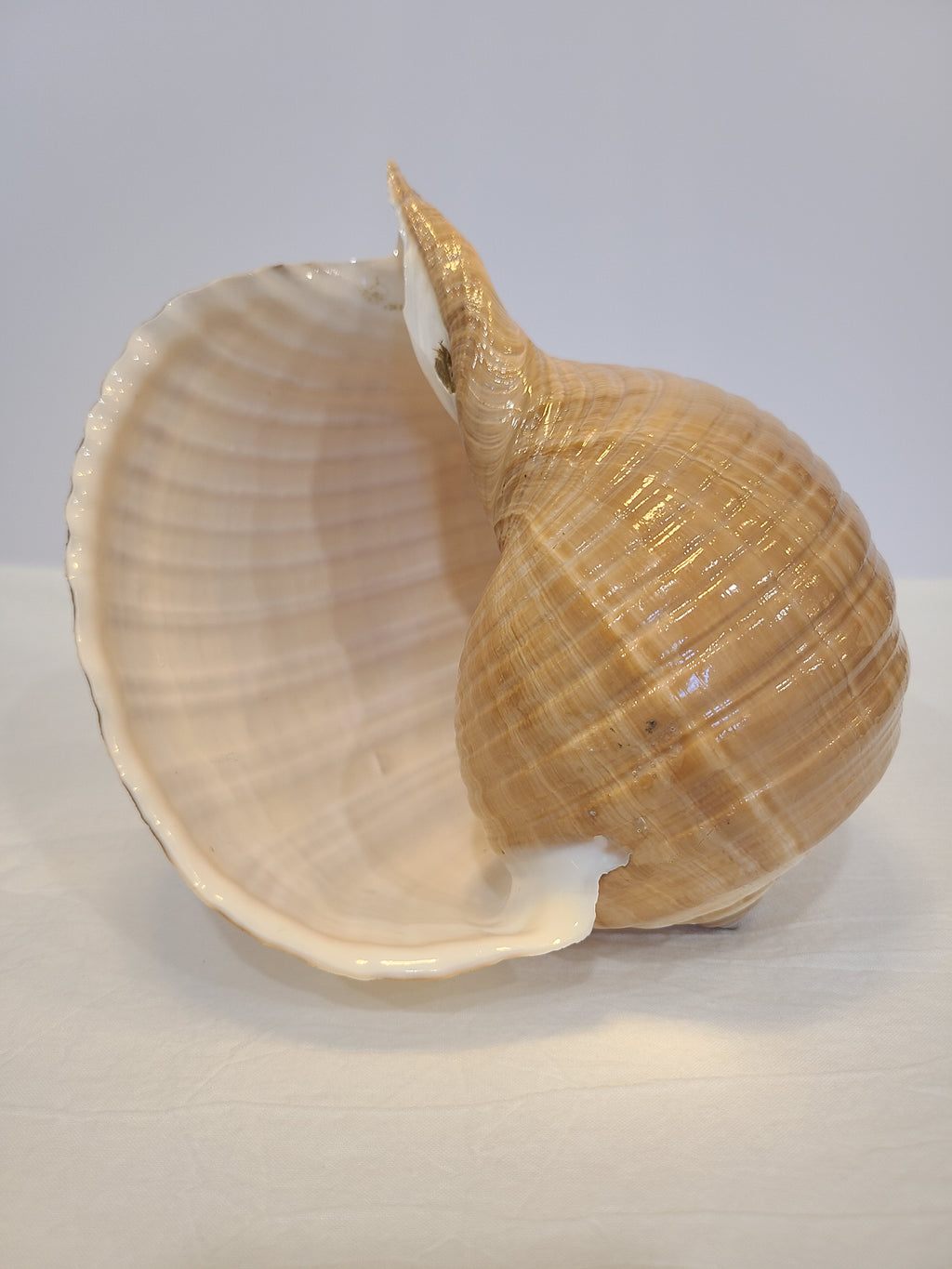 Opening of a large tun seashell.