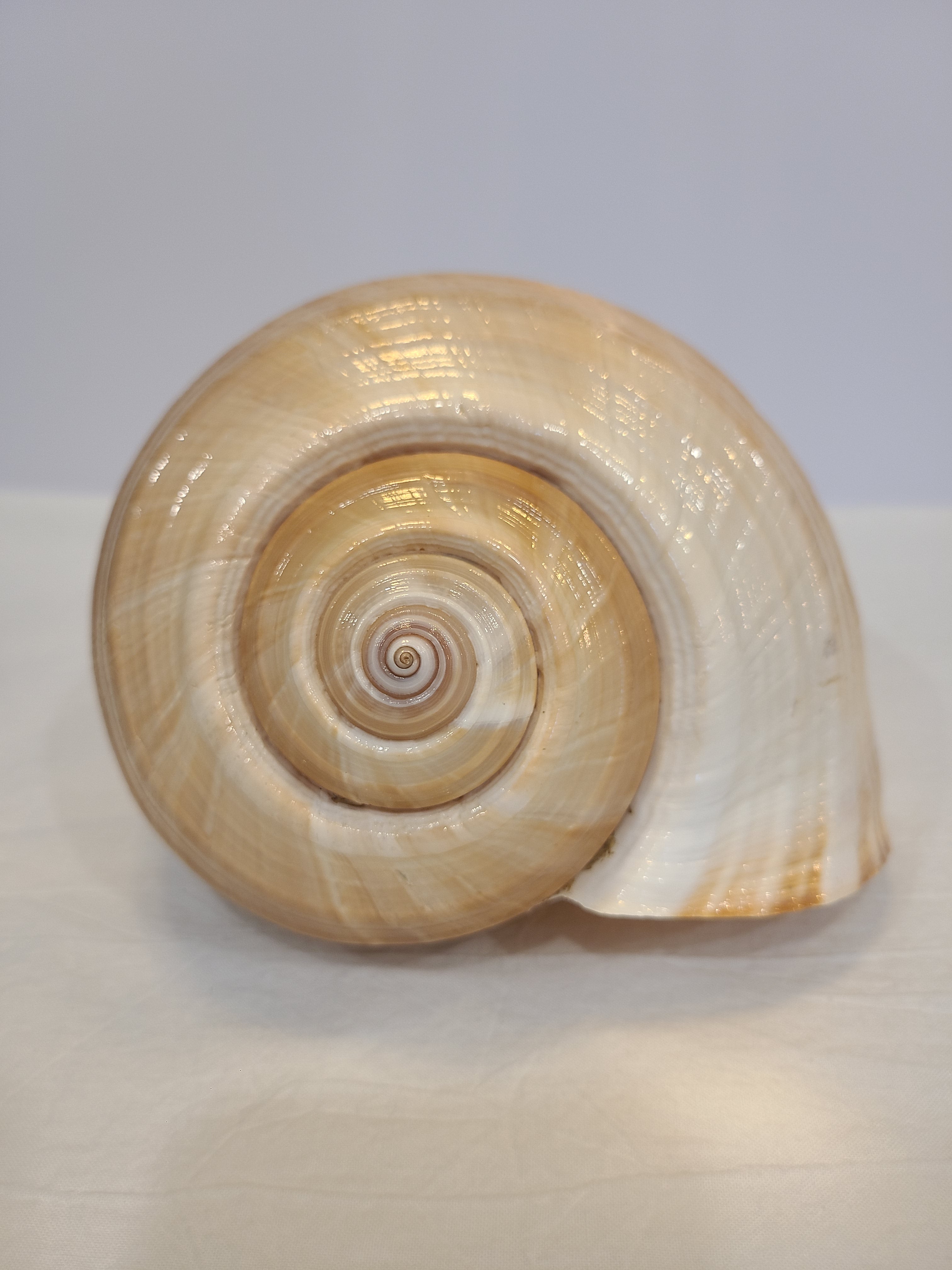 Close-up of the front of a tun seashell.