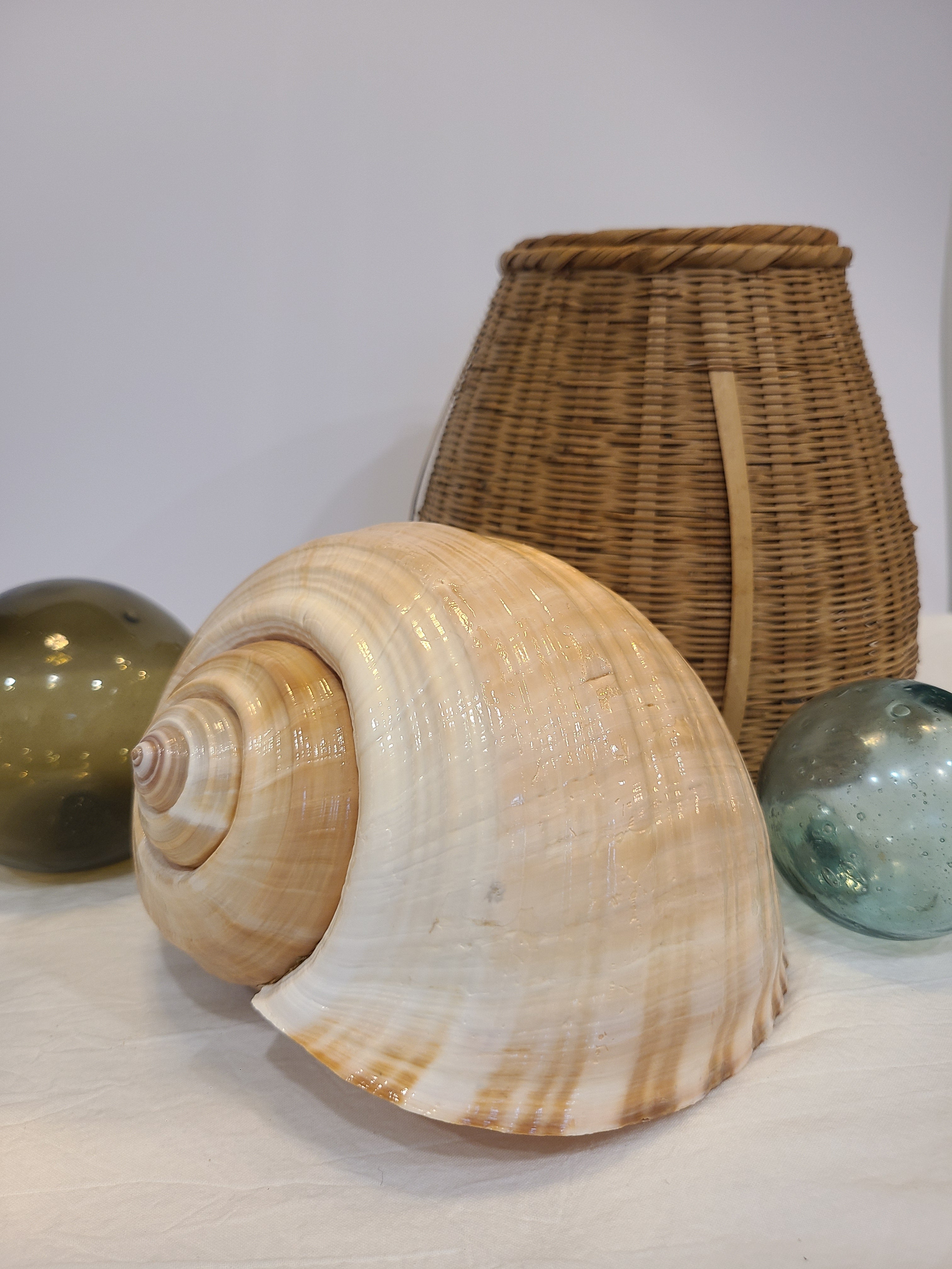 A large tun seashell displayed with a basket and glass fishing floats.