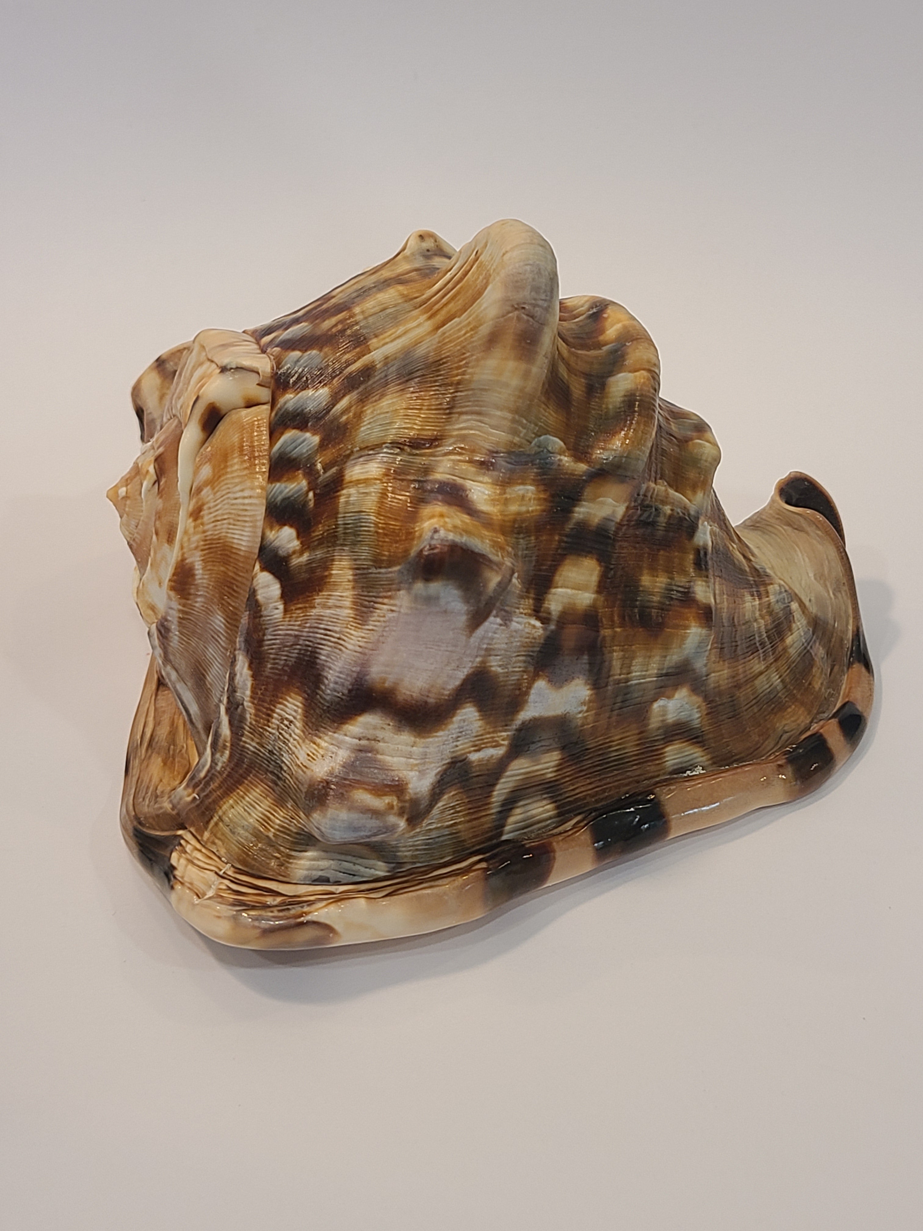 Natural Helmet Shell Specimen