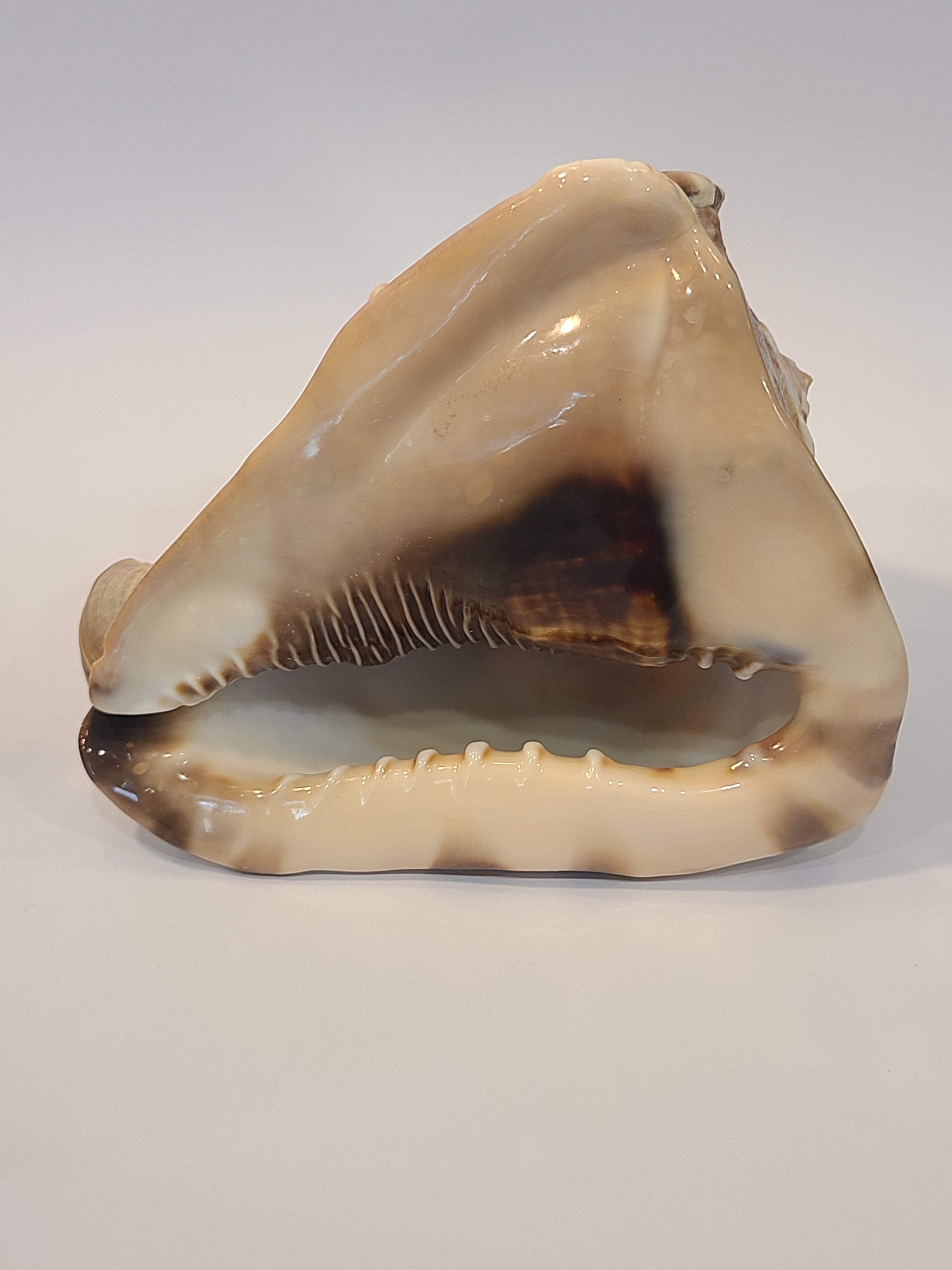 Natural Helmet Shell Specimen Opening