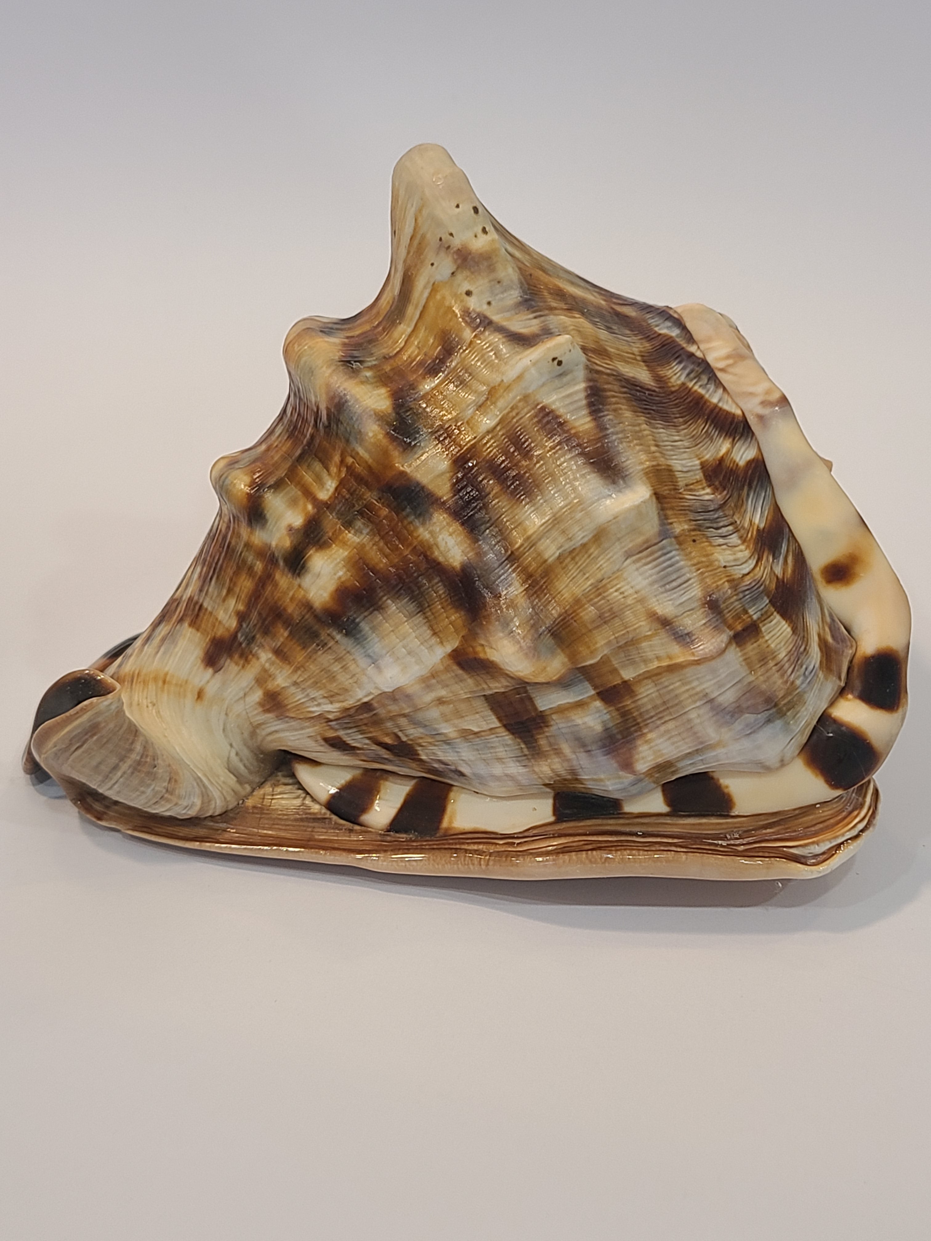 Natural Helmet Shell Specimen Back