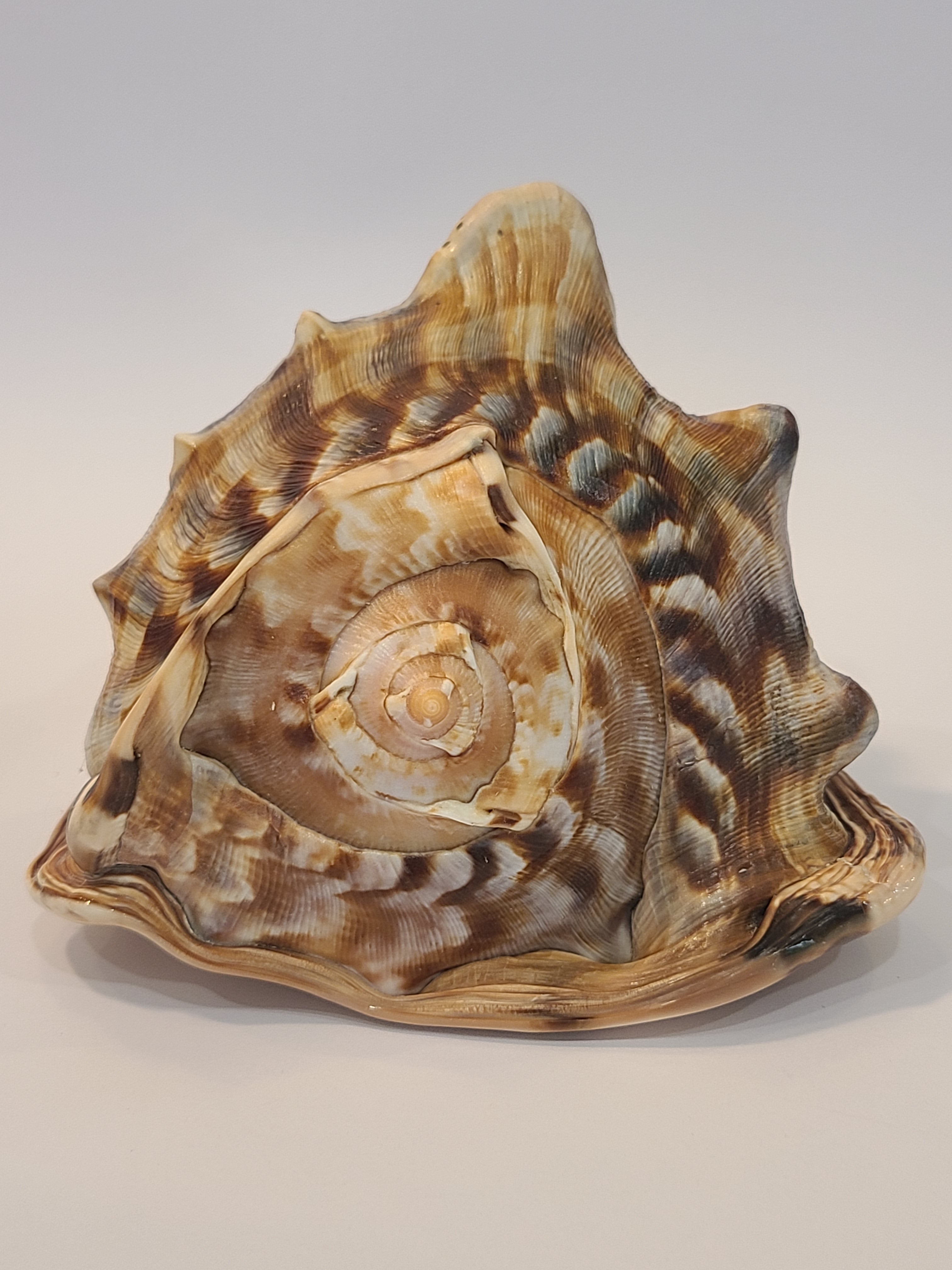 Natural Helmet Shell Specimen Front