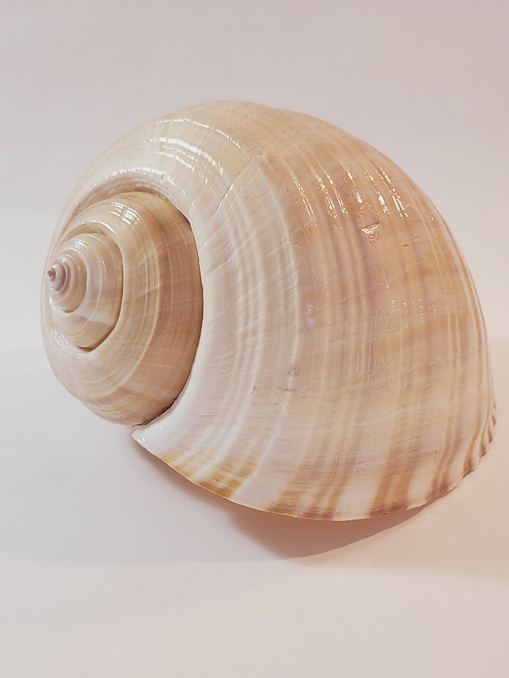 A large tun seashell with a glossy, ribbed texture in shades of cream, beige, and light brown, photographed on a plain light background.