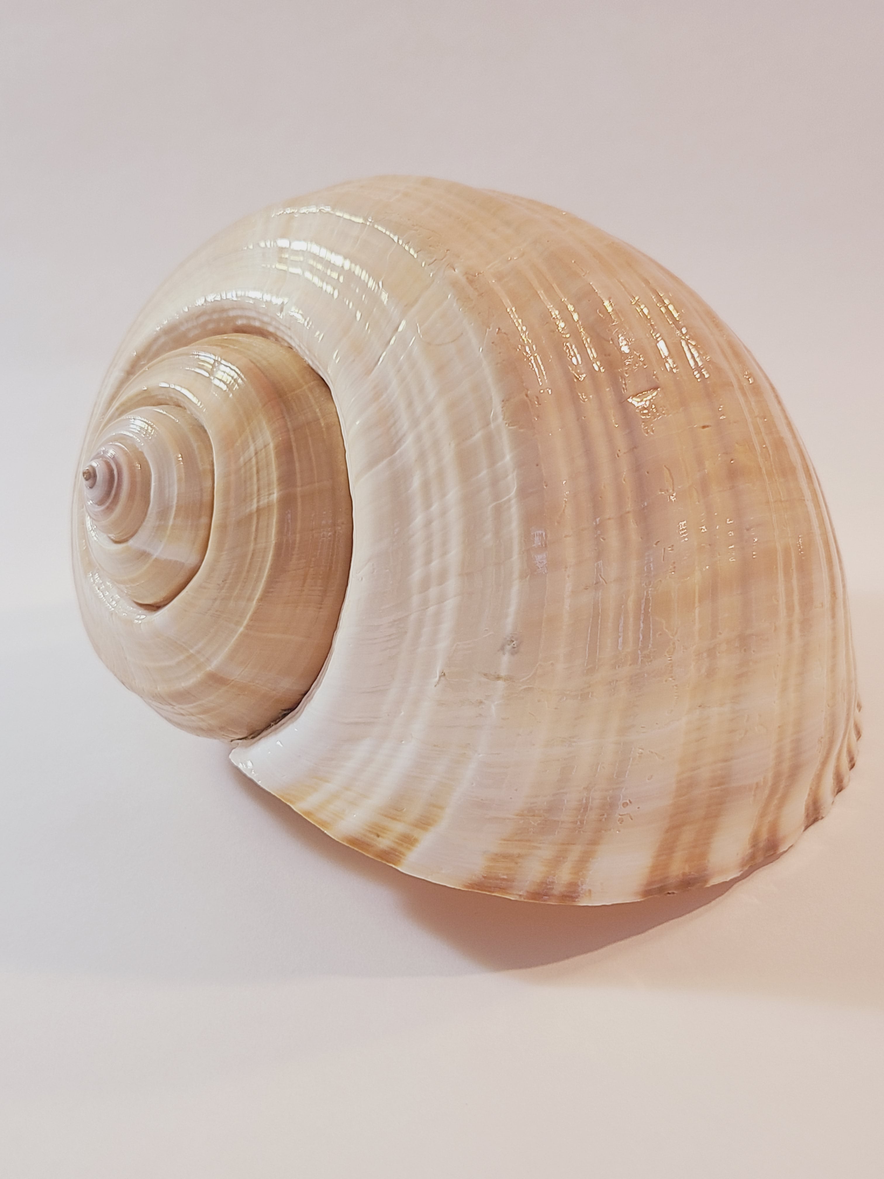 A large tun seashell with a glossy, ribbed texture in shades of cream, beige, and light brown, photographed on a plain light background.