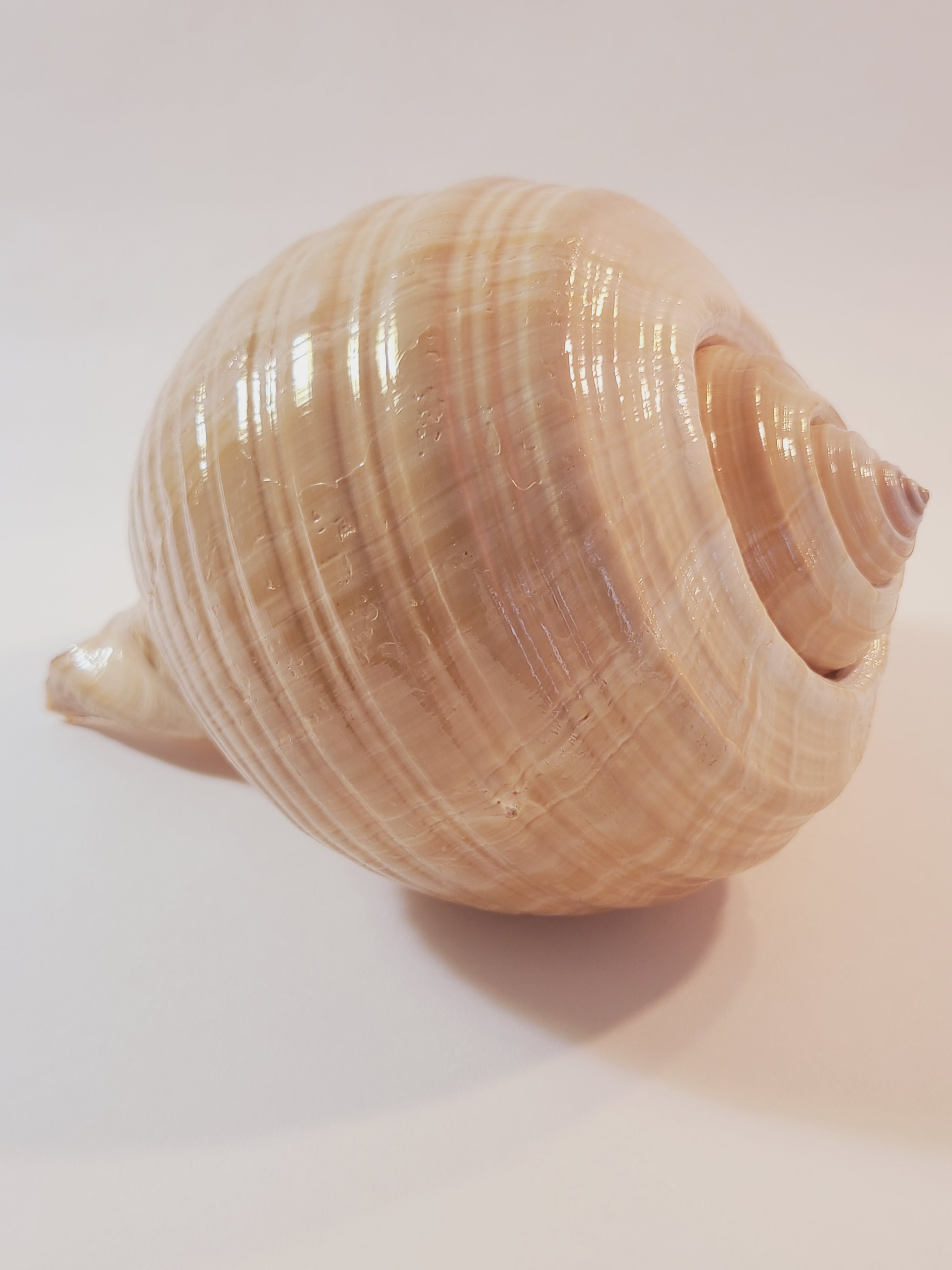 A tun seashell specimen photographed on a plain white background.