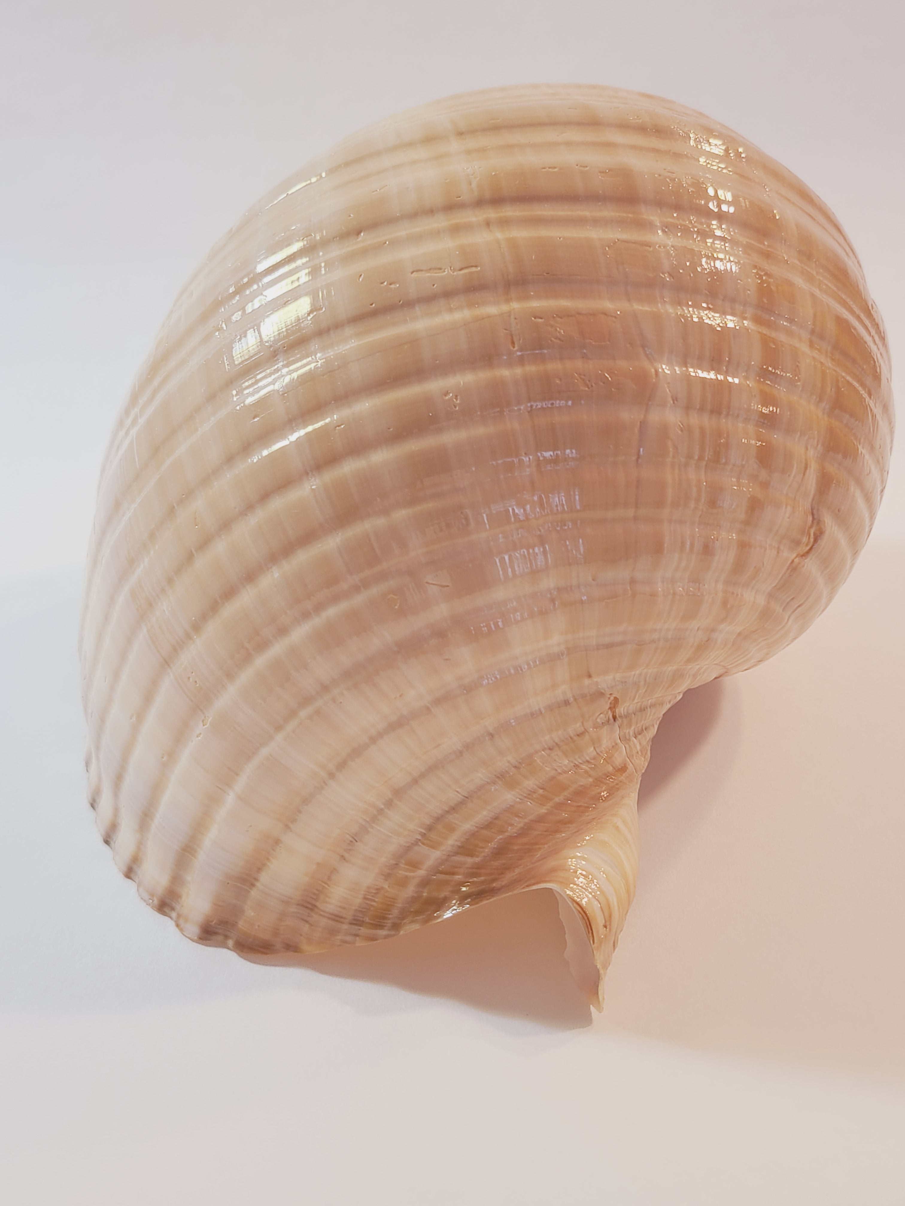 A large tun seashell.