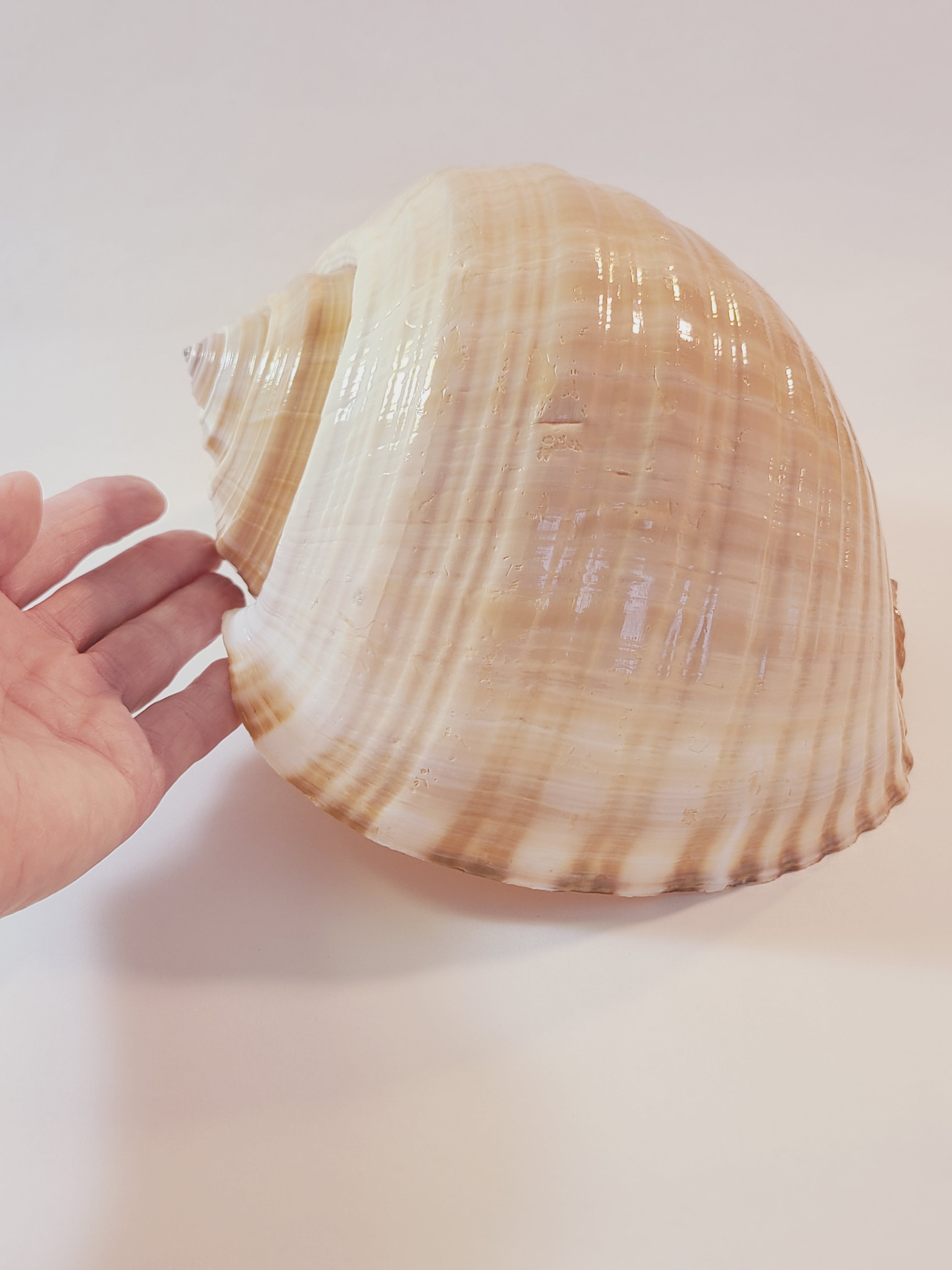 A large tun seashell with beige and brown concentric bands, held by a person's hand against a plain off-white background.