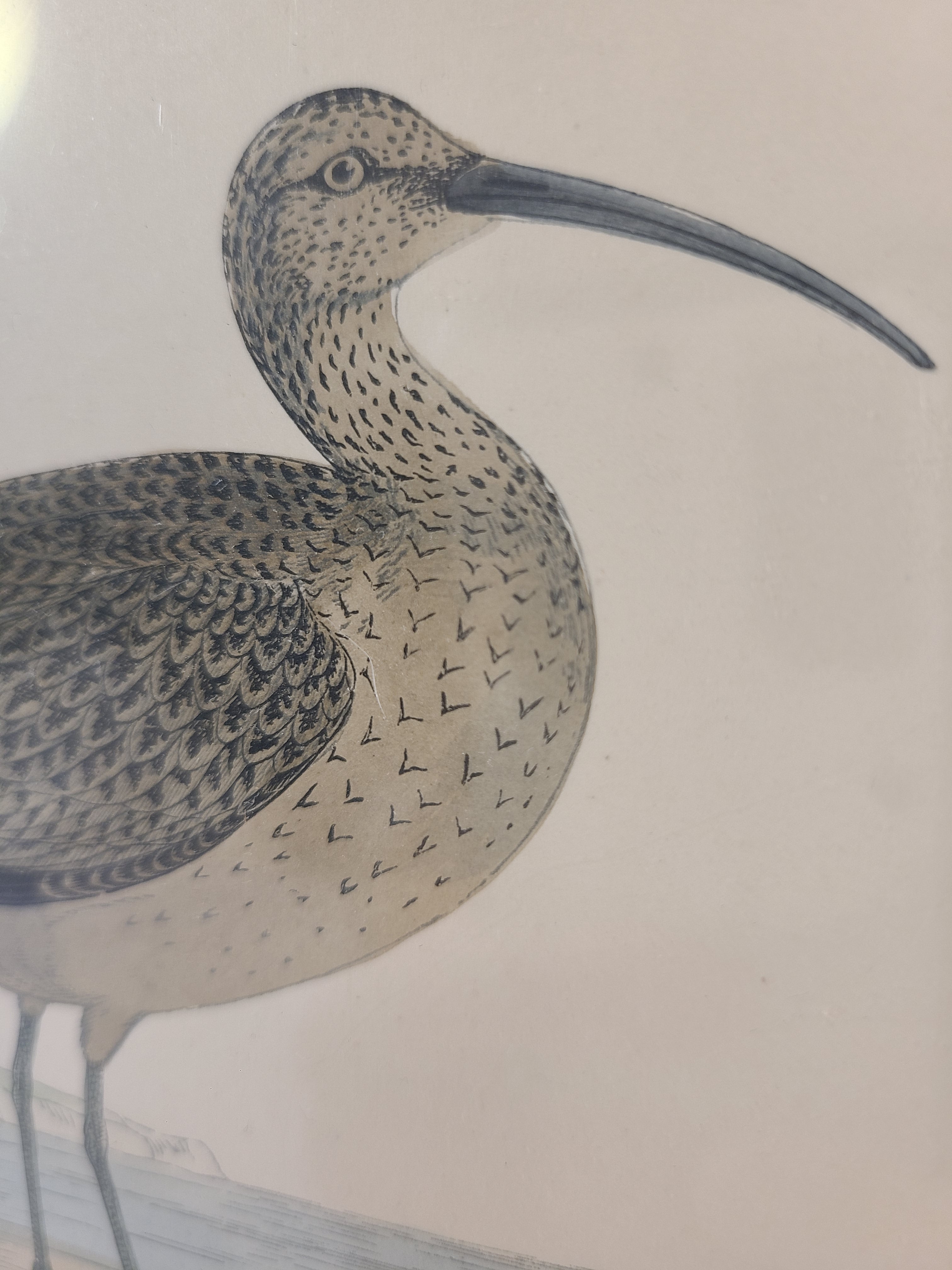 Close up of Antique Bookplate of Esquimaux Curlew  from the 19th Century A History of British Birds by Francis Orpen Morris.