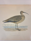 Antique Bookplate of Esquimaux Curlew  from the 19th Century A History of British Birds by Francis Orpen Morris.