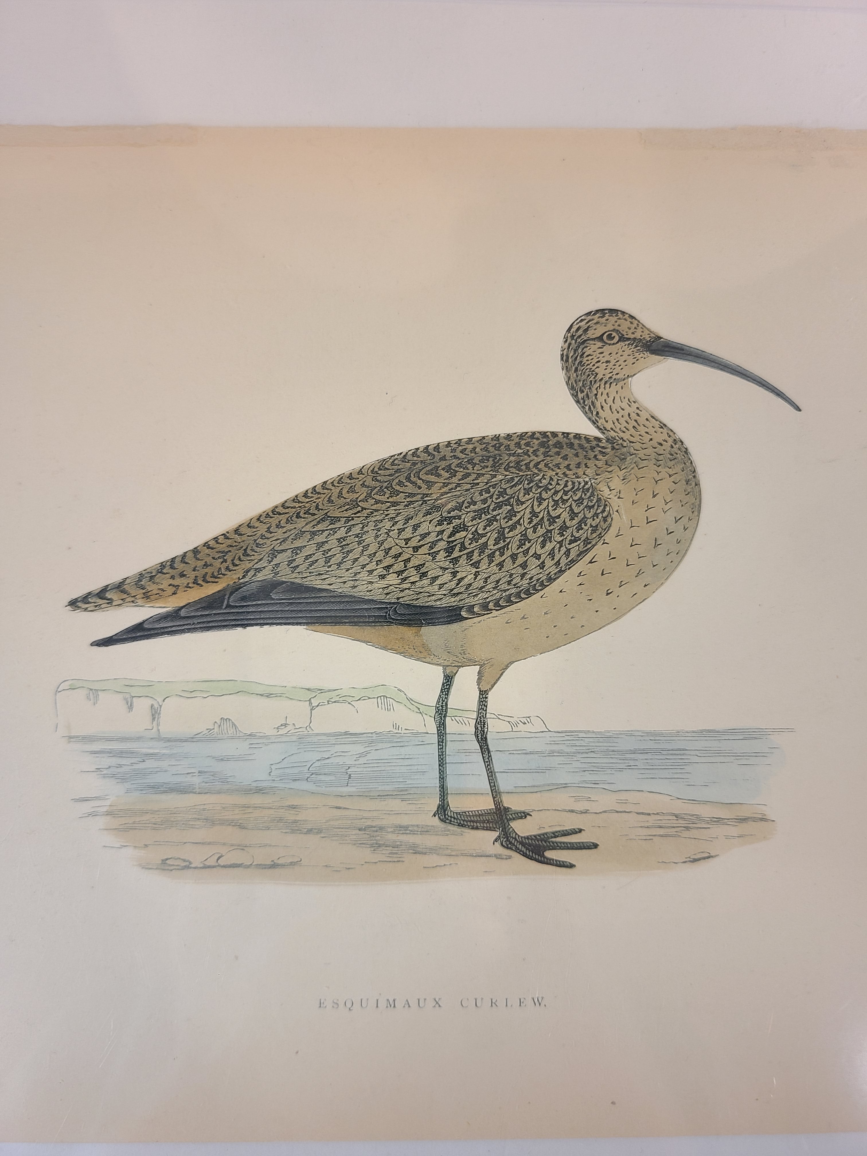 Antique Bookplate of Esquimaux Curlew  from the 19th Century A History of British Birds by Francis Orpen Morris.