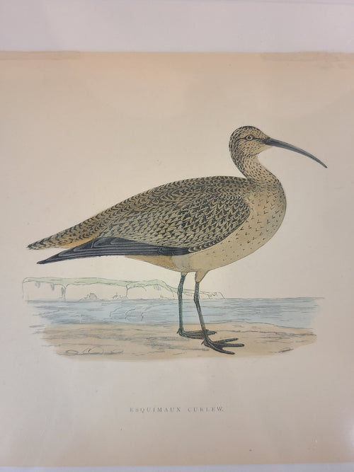 Antique Bookplate of Esquimaux Curlew  from the 19th Century A History of British Birds by Francis Orpen Morris.