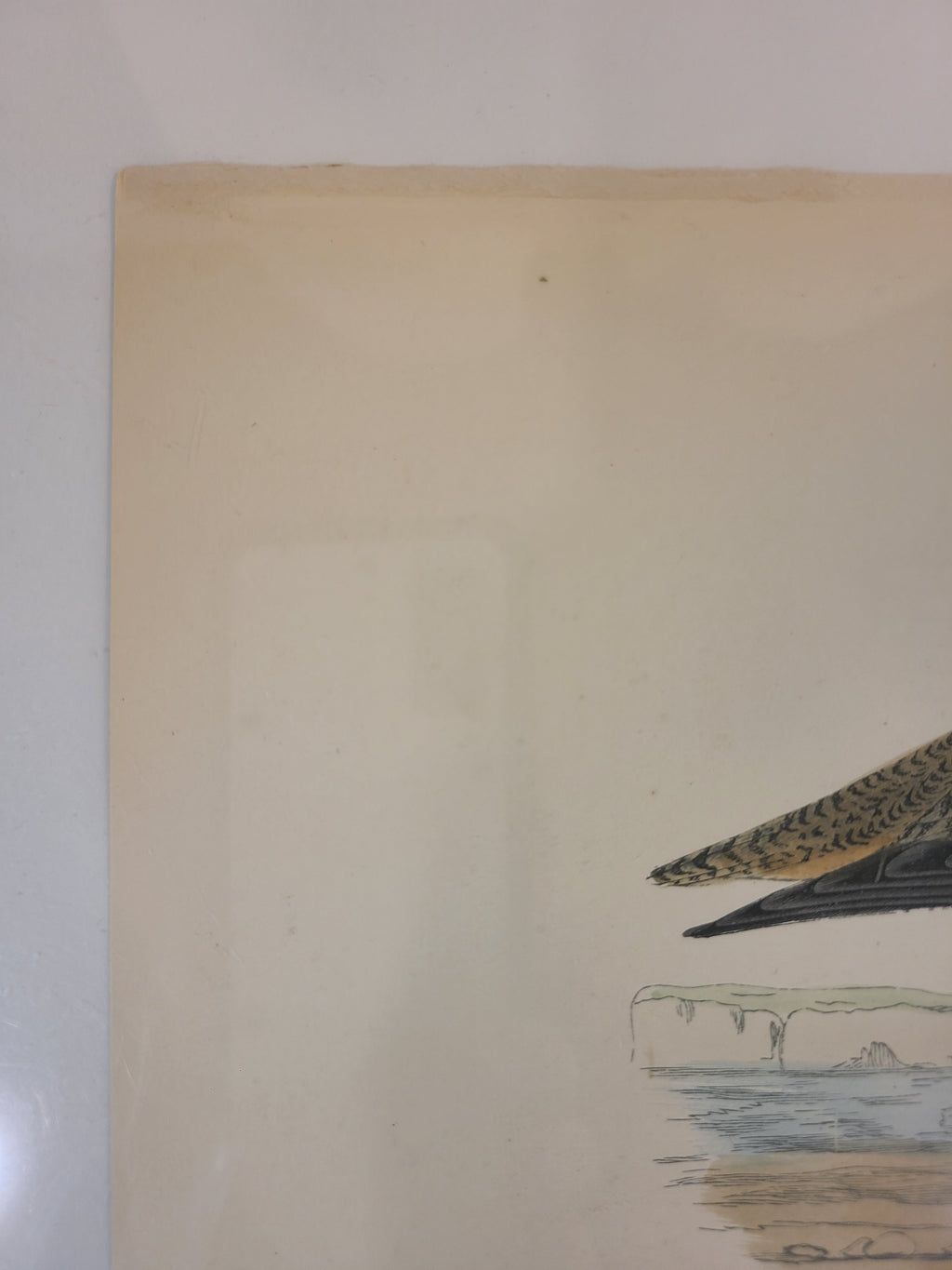 Close up of corner of Antique Bookplate of Esquimaux Curlew  from the 19th Century A History of British Birds by Francis Orpen Morris.