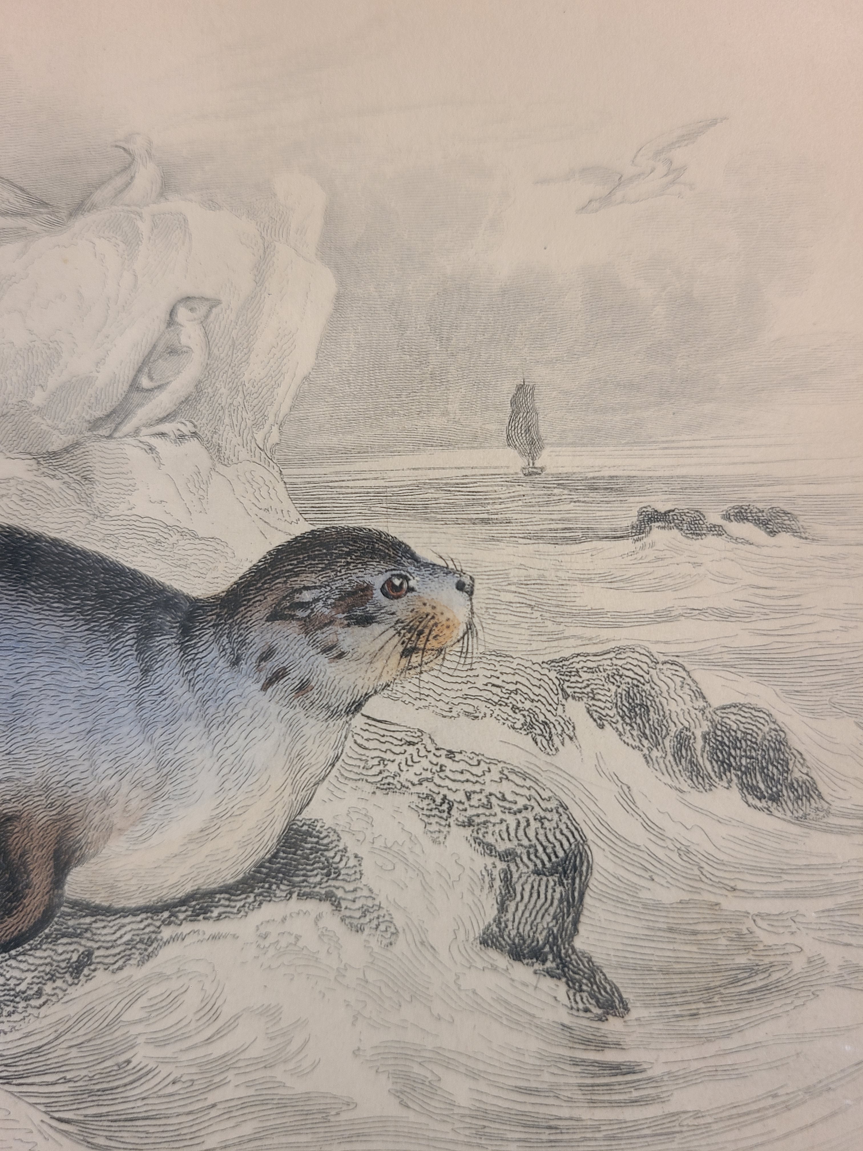 Ultra close up of Antique Hand Colored Fur Seal Etching from Scotland 1830s.