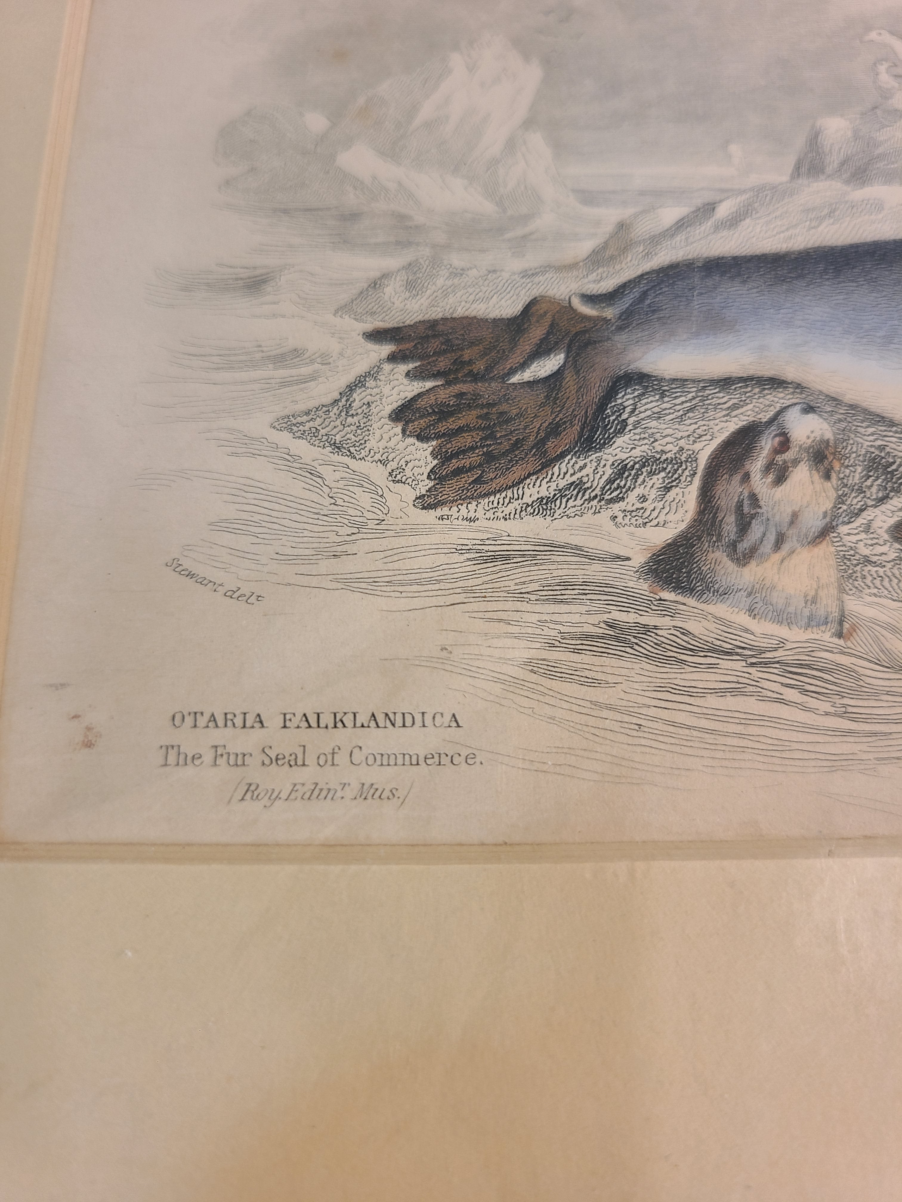 Close up of Antique Hand Colored Fur Seal Etching from Scotland 1830s showing title.