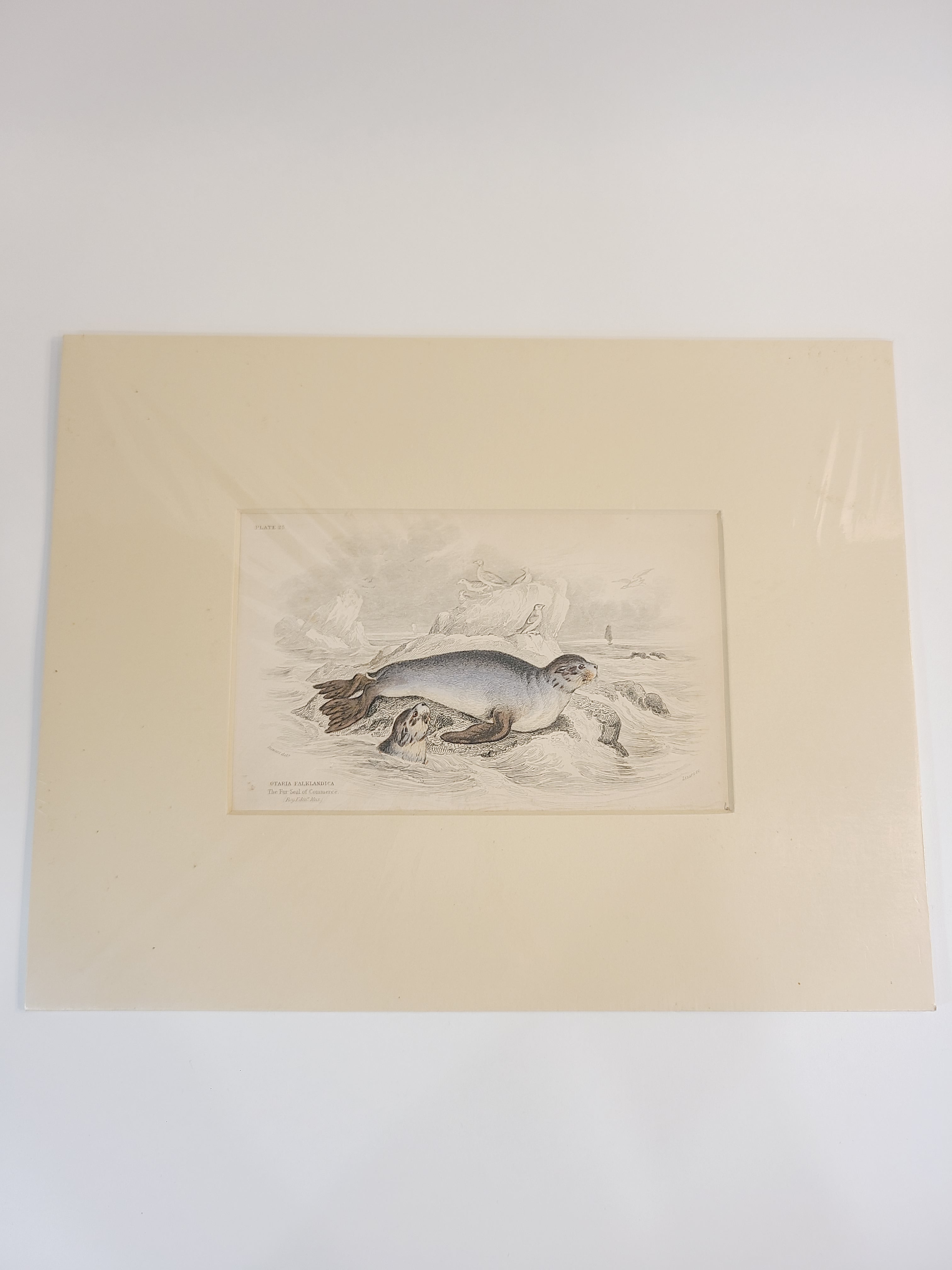 Antique Hand Colored Fur Seal Etching from Scotland 1830s with cream colored mat.