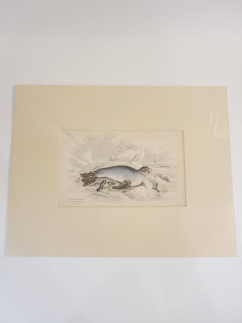 Antique Hand Colored Fur Seal Etching from Scotland 1830s with cream colored mat.