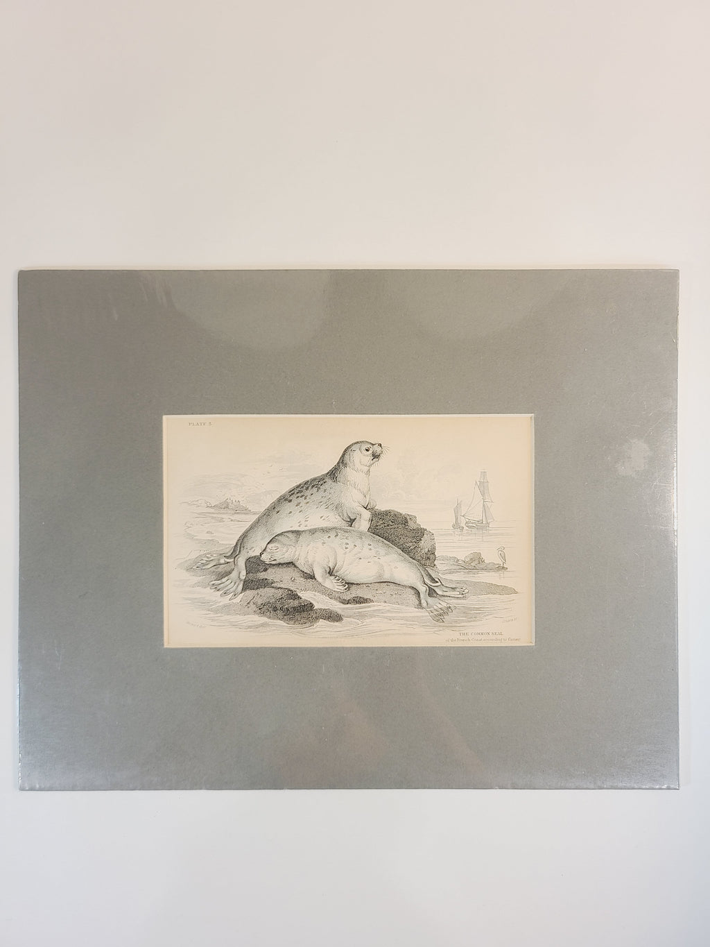 Antique Hand Colored Common Seal Etching from Scotland 1830s with green-gray mat.
