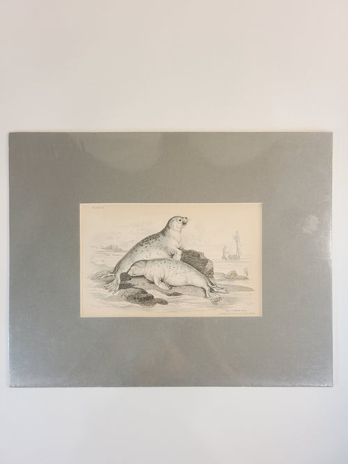 Antique Hand Colored Common Seal Etching from Scotland 1830s with green-gray mat.
