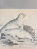 Antique Hand Colored Common Seal Etching from Scotland 1830s.