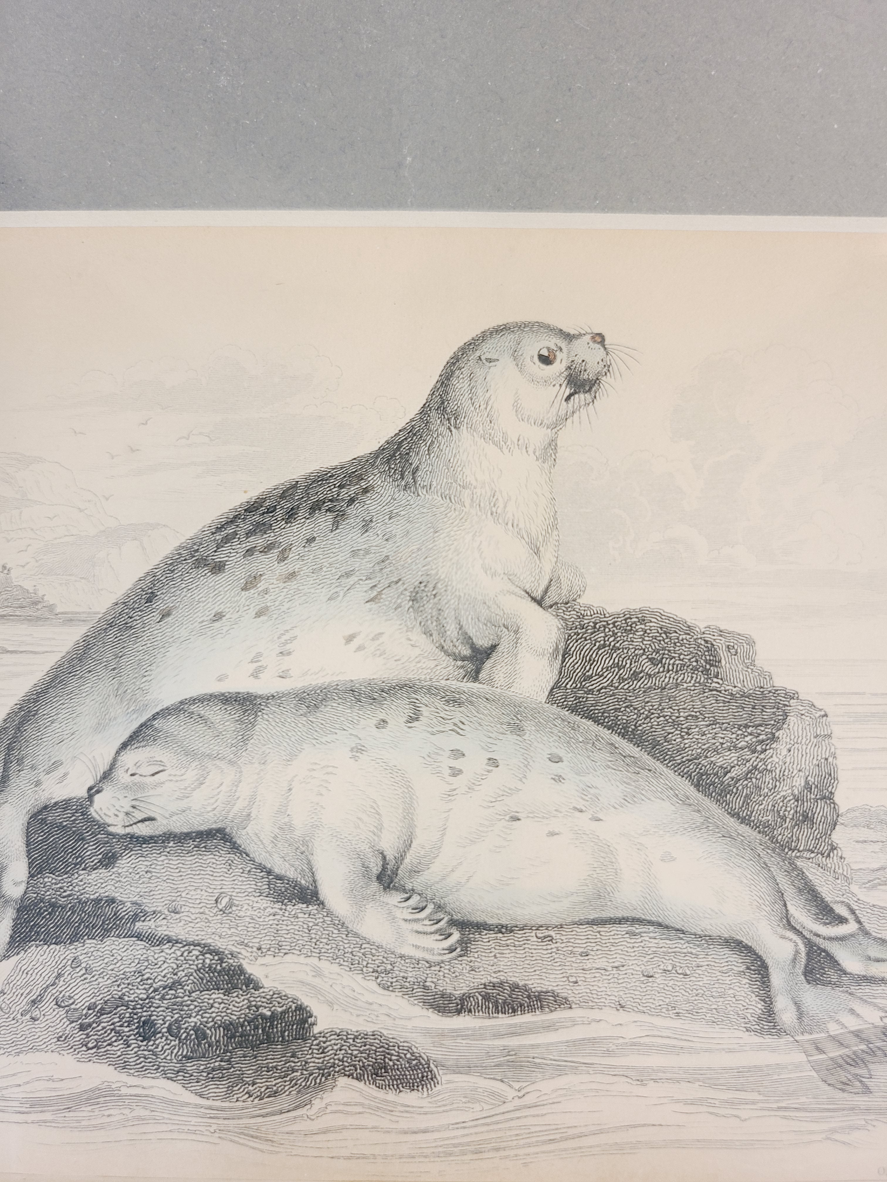 Antique Hand Colored Common Seal Etching from Scotland 1830s.