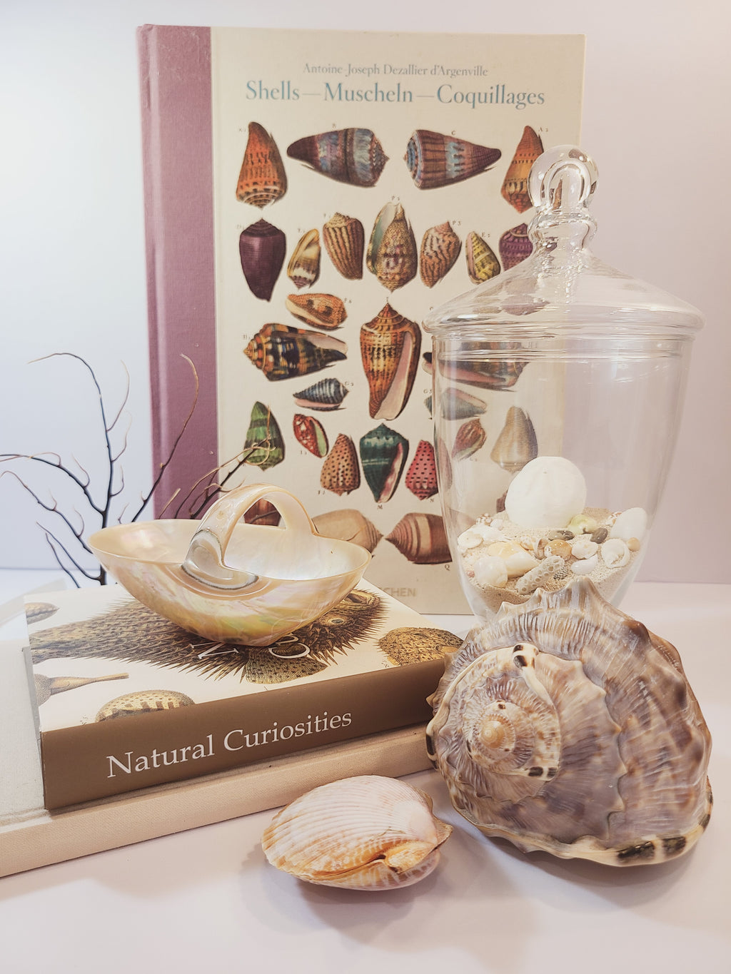 Basket carved from a shell displayed with other shells and shell book.