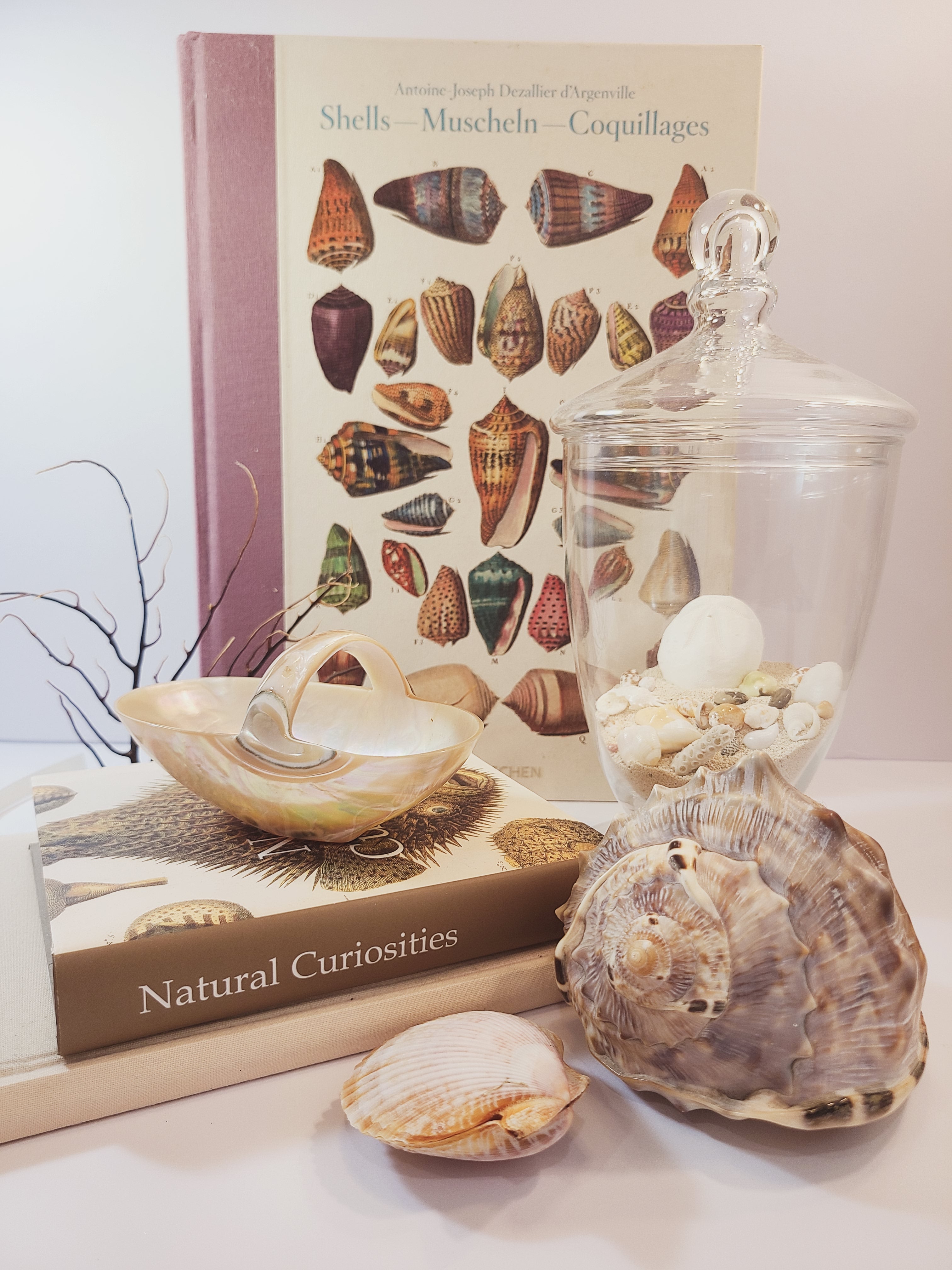 Basket carved from a shell displayed with other shells and shell book.