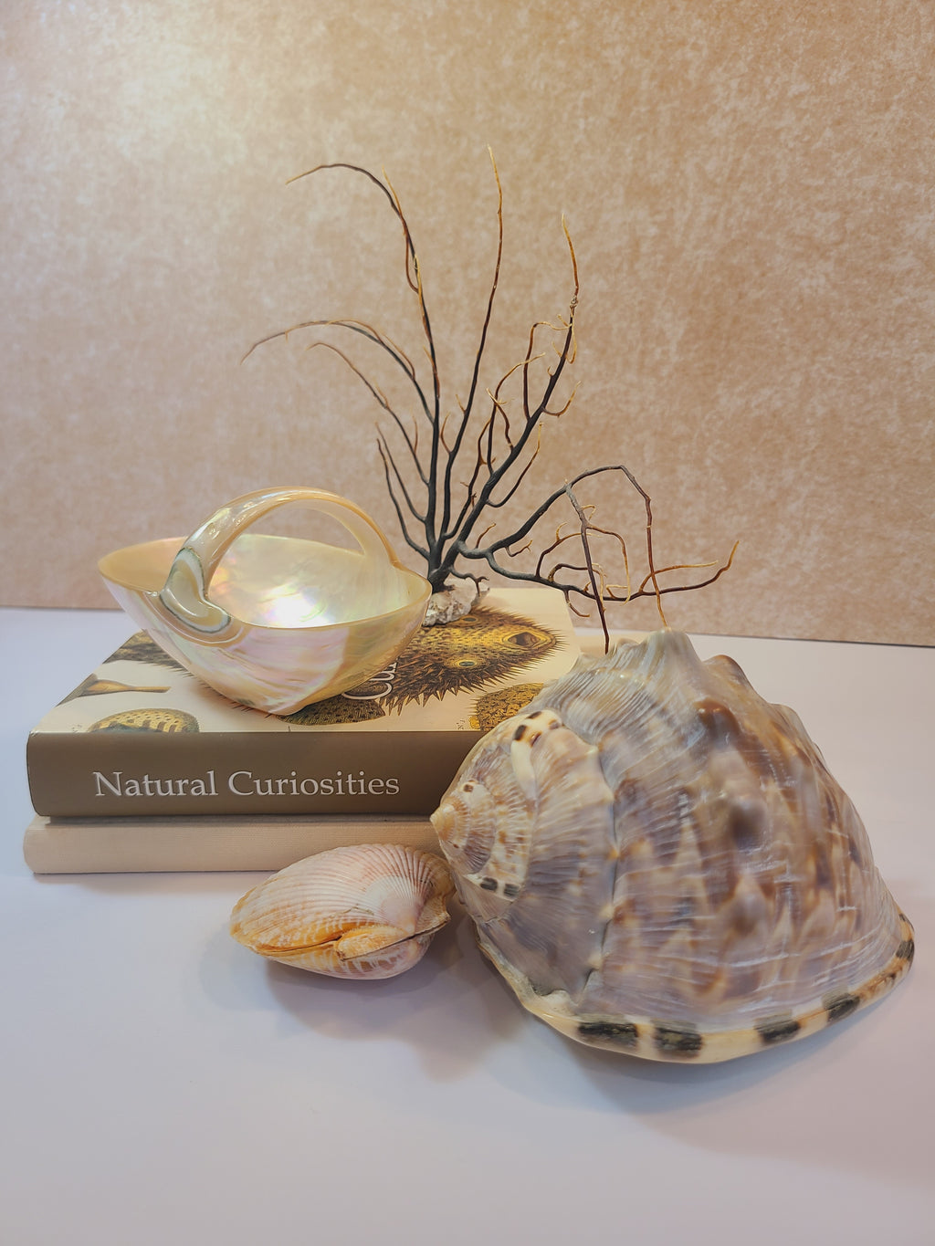 Basket carved from a shell displayed with other shells and soft coral.