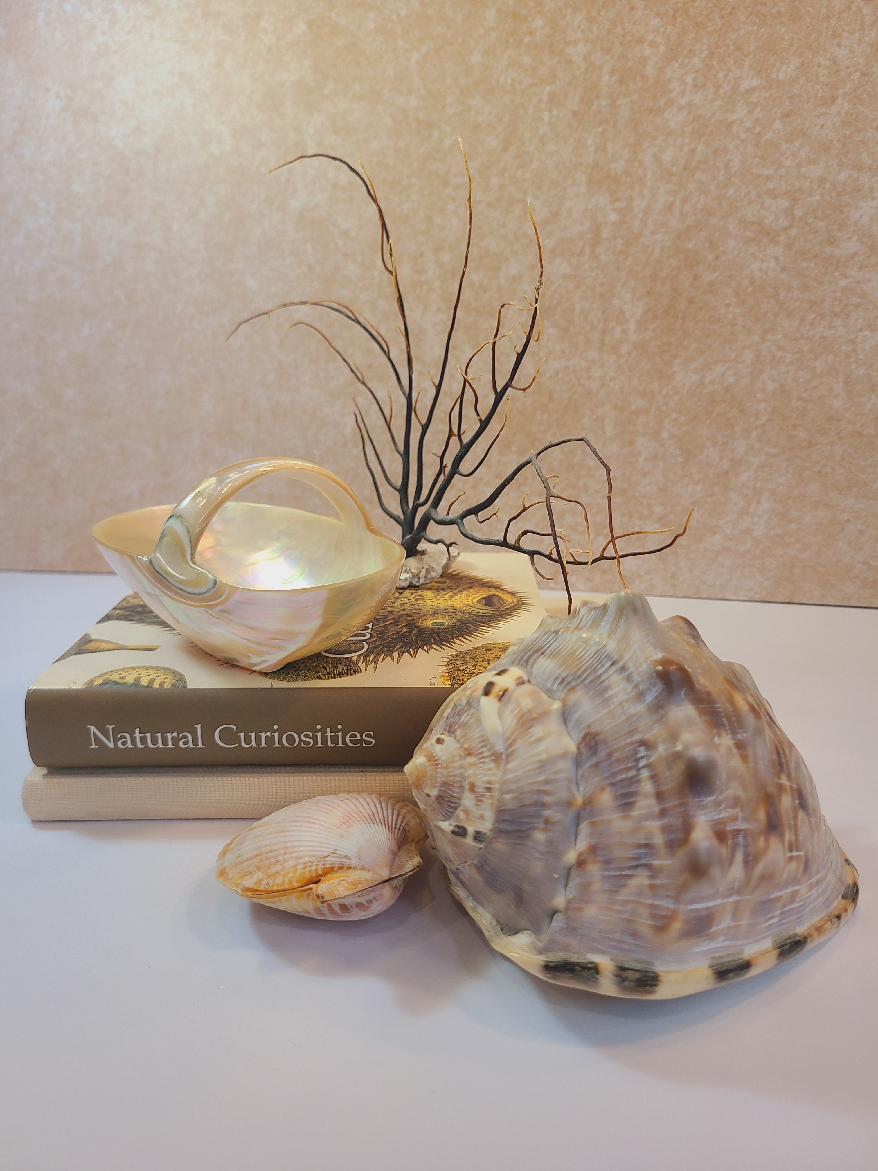 Basket carved from a shell displayed with other shells and soft coral.