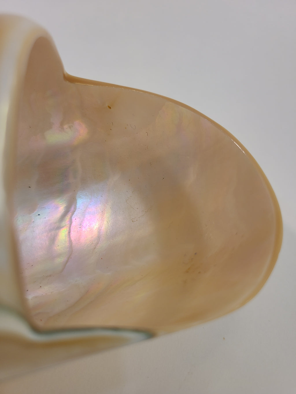 Close up of Basket carved from a shell showing mother of pearl glossy finish and subtle rainbow reflections.