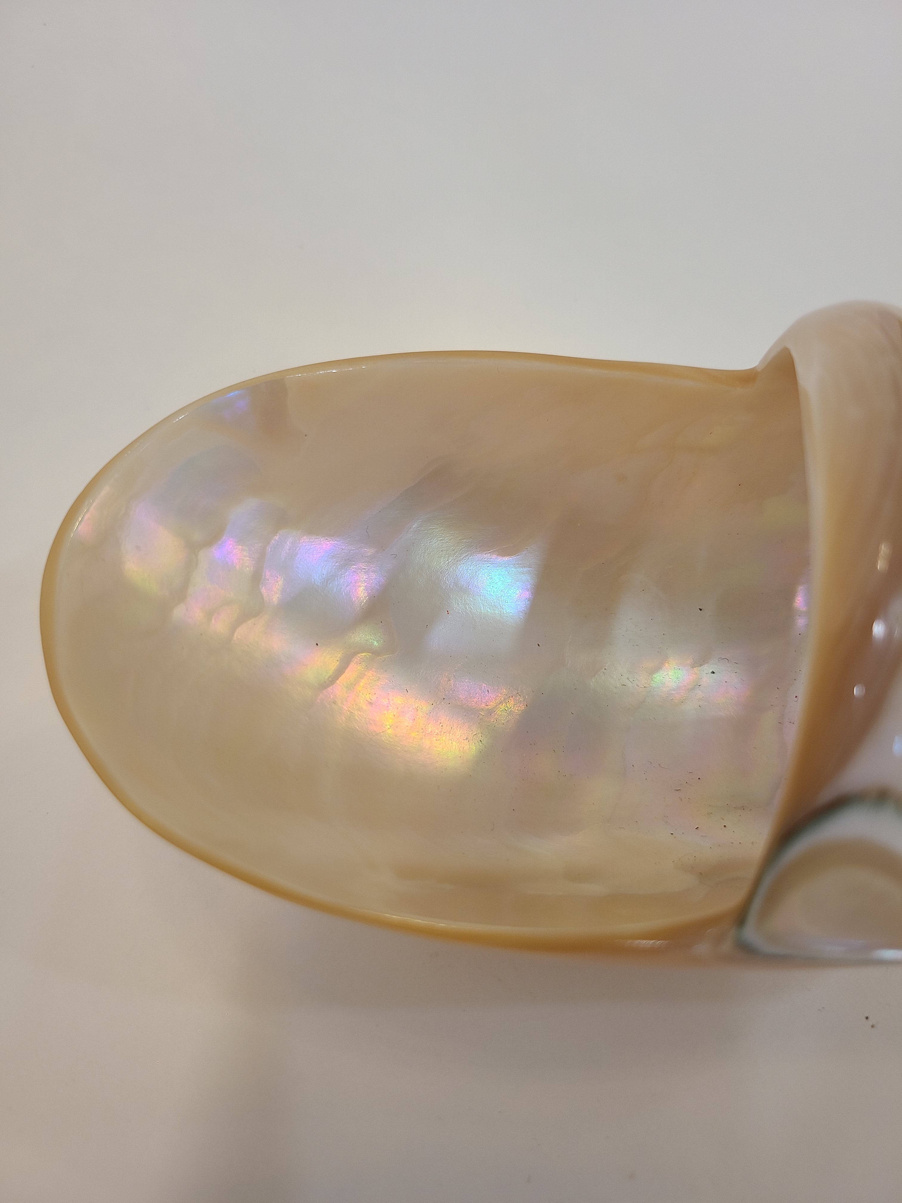 Basket carved from a shell showing mother of pearl glossy finish and subtle rainbow reflections, photographed against a plain light background.