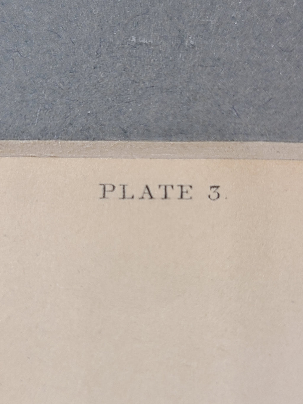 Close up of Antique Hand Colored Common Seal Etching from Scotland 1830s showing plate number 3.