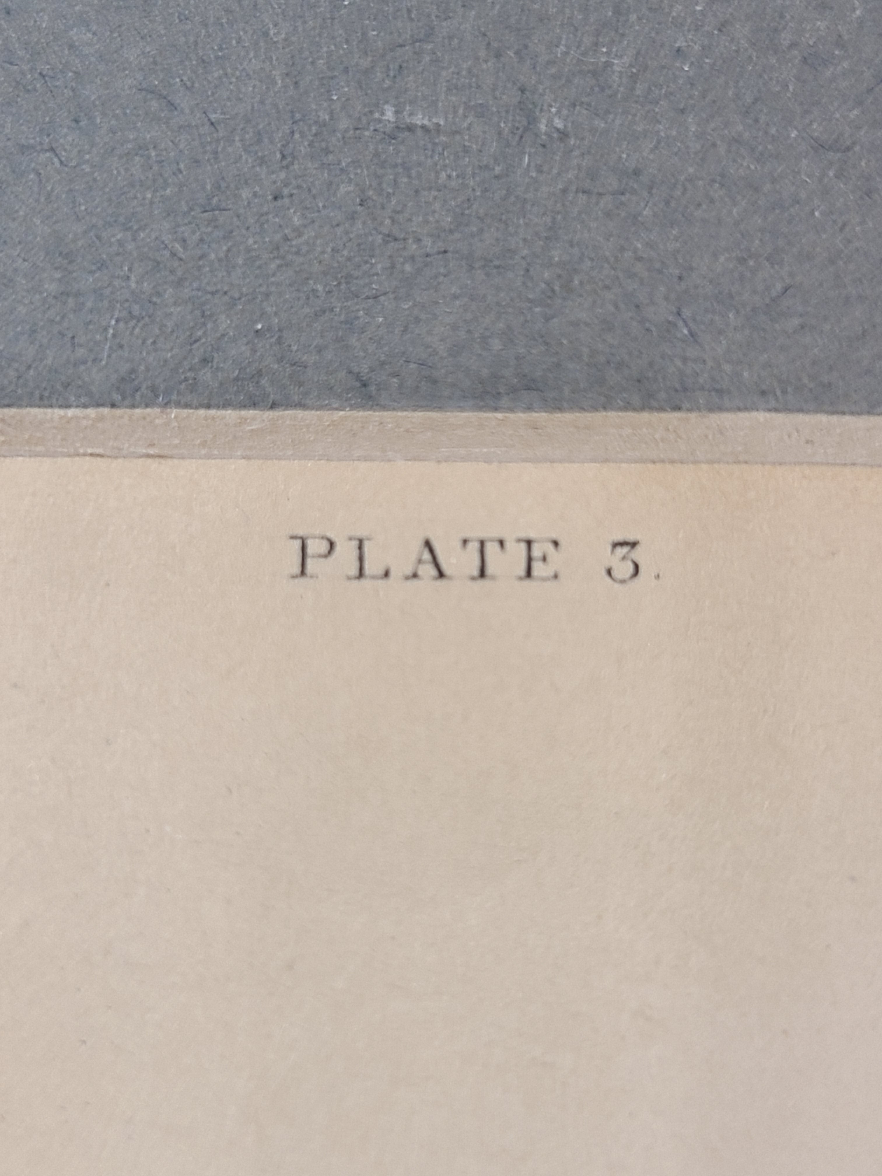 Close up of Antique Hand Colored Common Seal Etching from Scotland 1830s showing plate number 3.