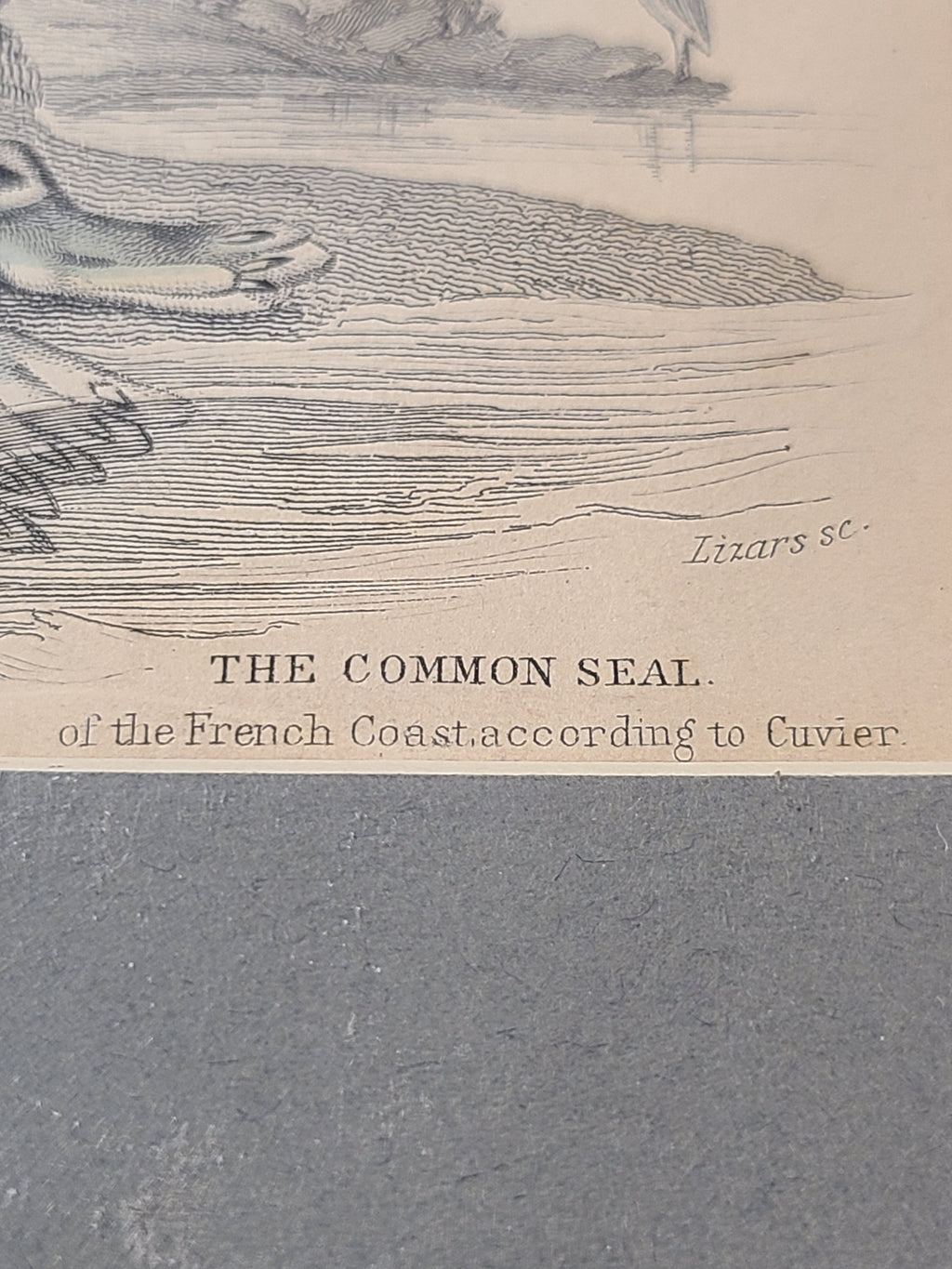 Close up of Antique Hand Colored Common Seal Etching from Scotland 1830s showing title.