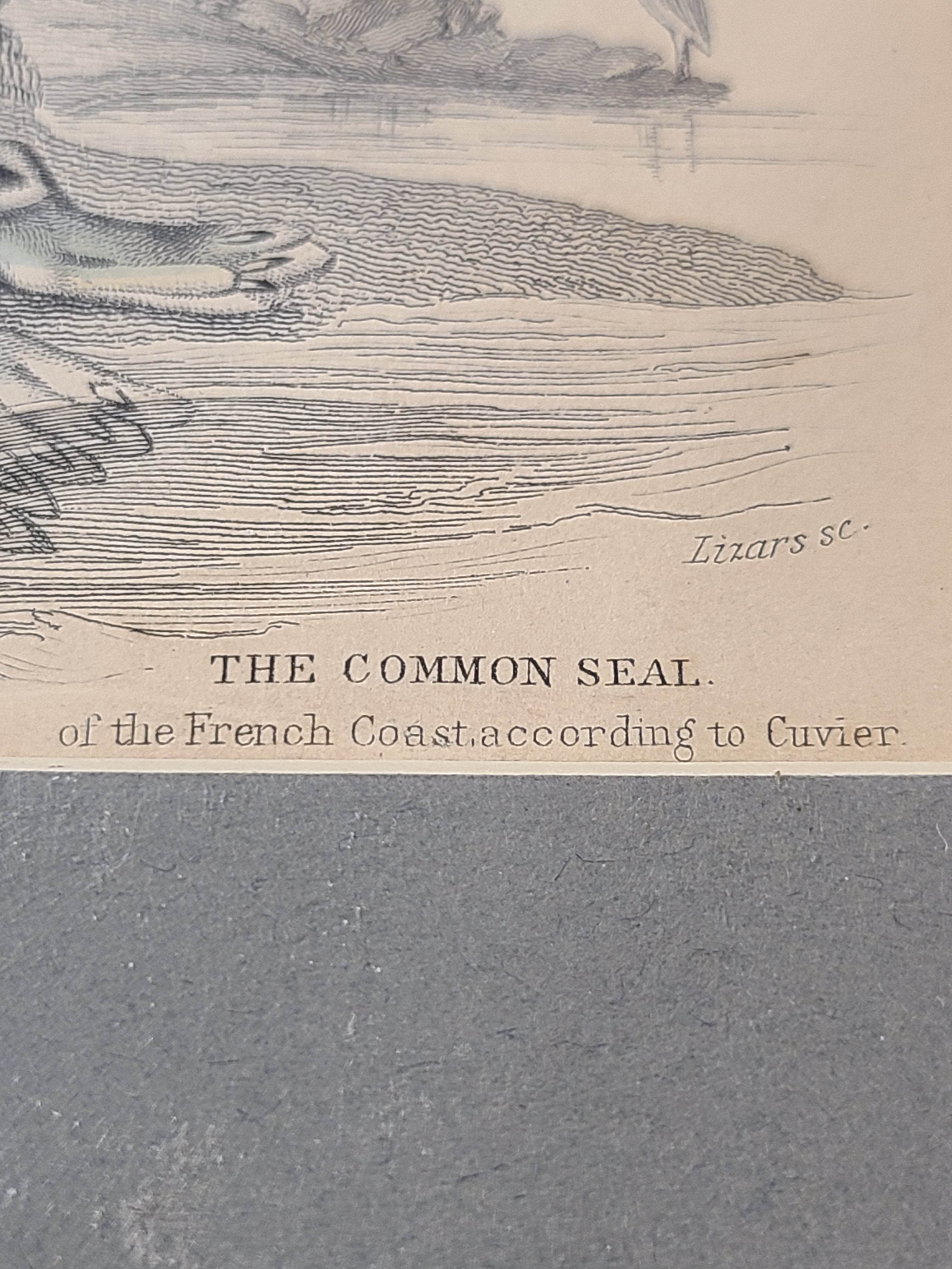 Close up of Antique Hand Colored Common Seal Etching from Scotland 1830s showing title.