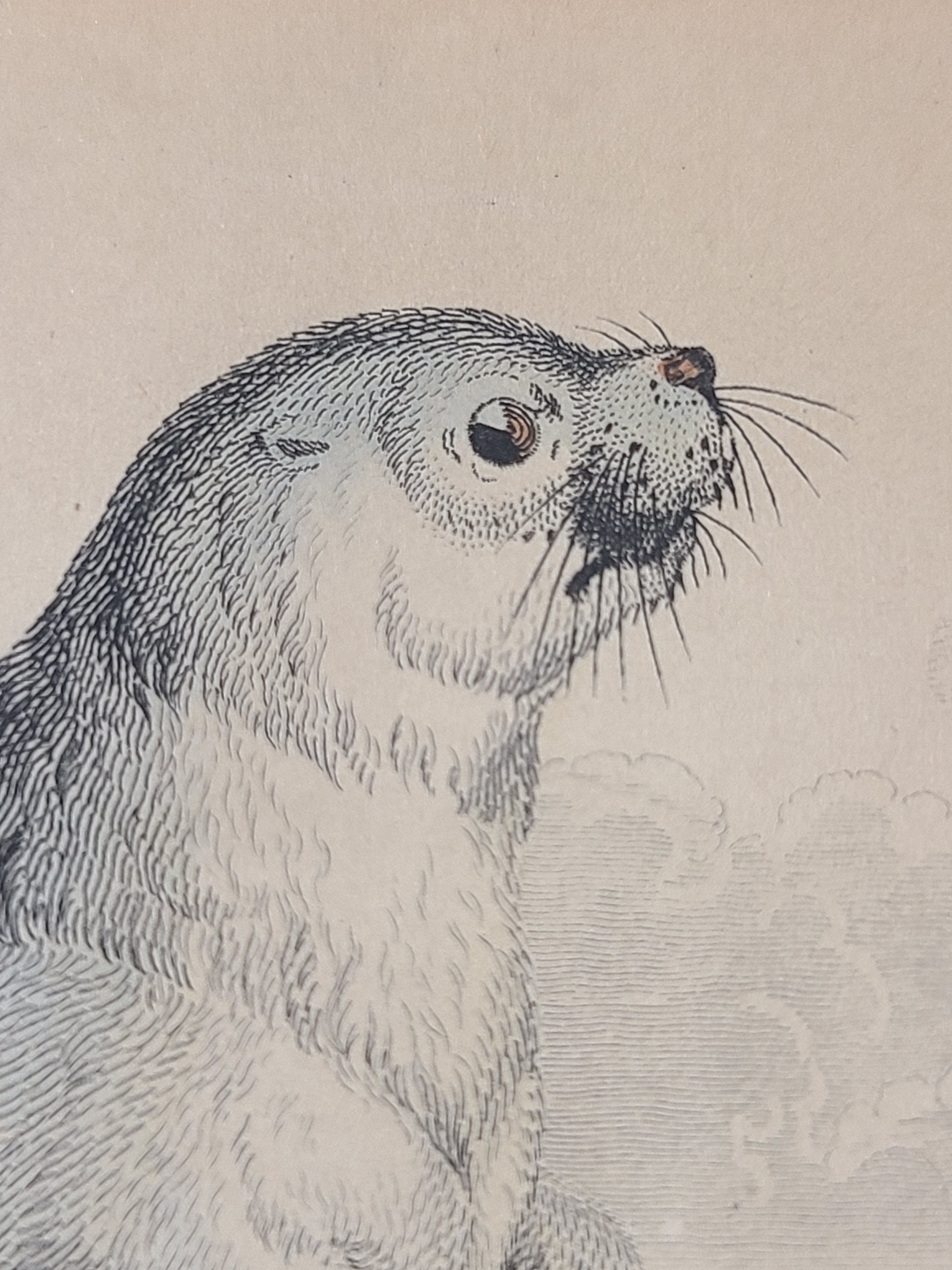 Ultra close up of Antique Hand Colored Common Seal Etching from Scotland 1830s.