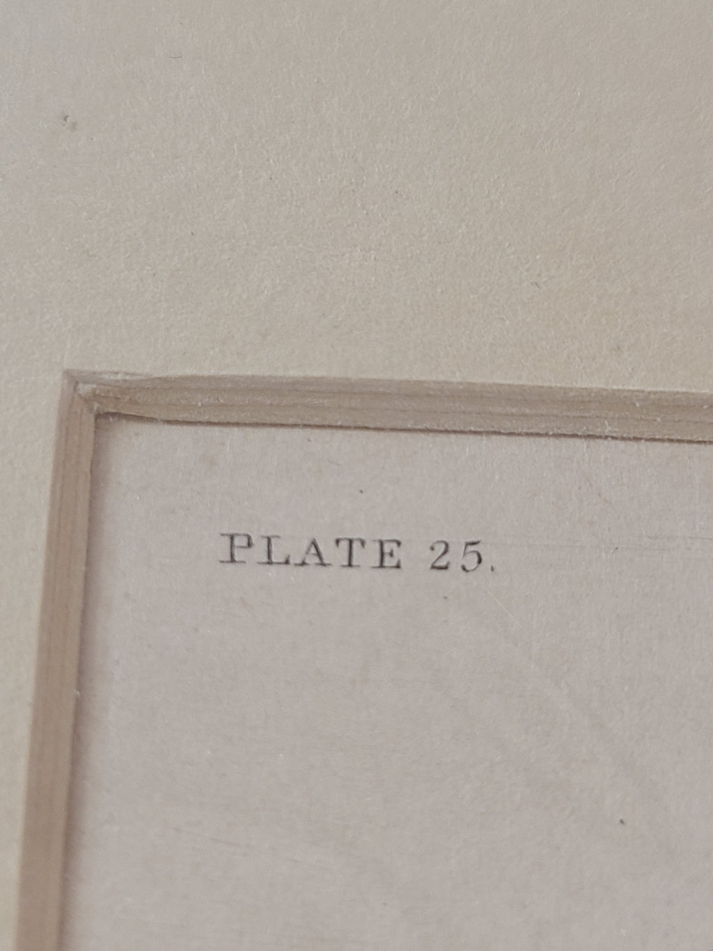Close up of Antique Hand Colored Fur Seal Etching from Scotland 1830s showing plate number 25.
