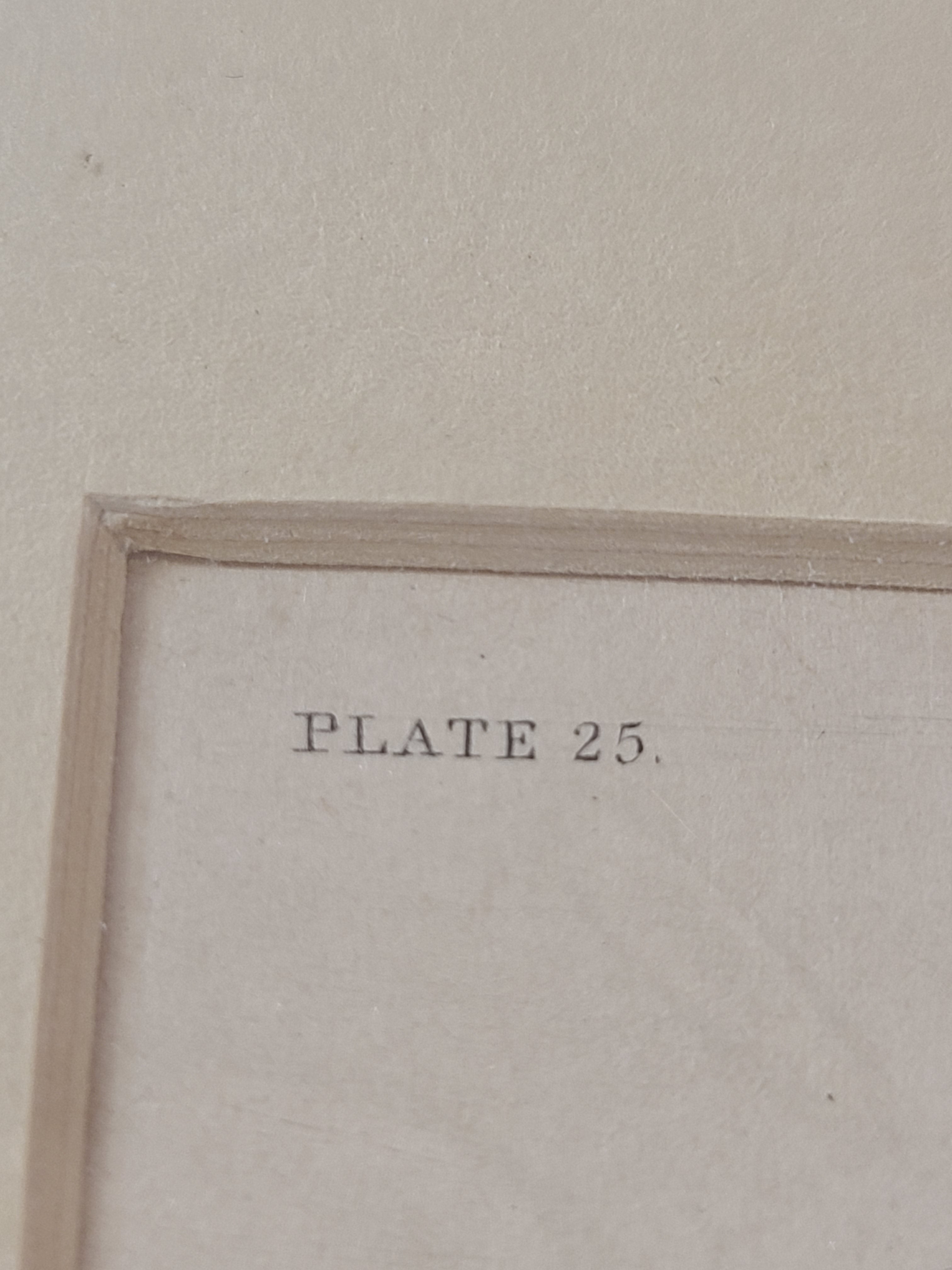Close up of Antique Hand Colored Fur Seal Etching from Scotland 1830s showing plate number 25.