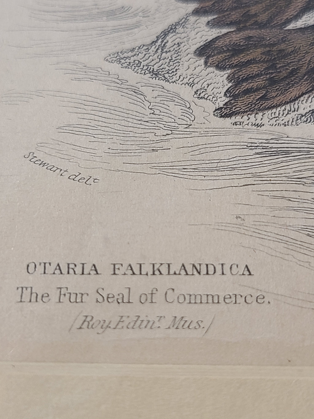 Ultra close up of Antique Hand Colored Fur Seal Etching from Scotland 1830s showing title.