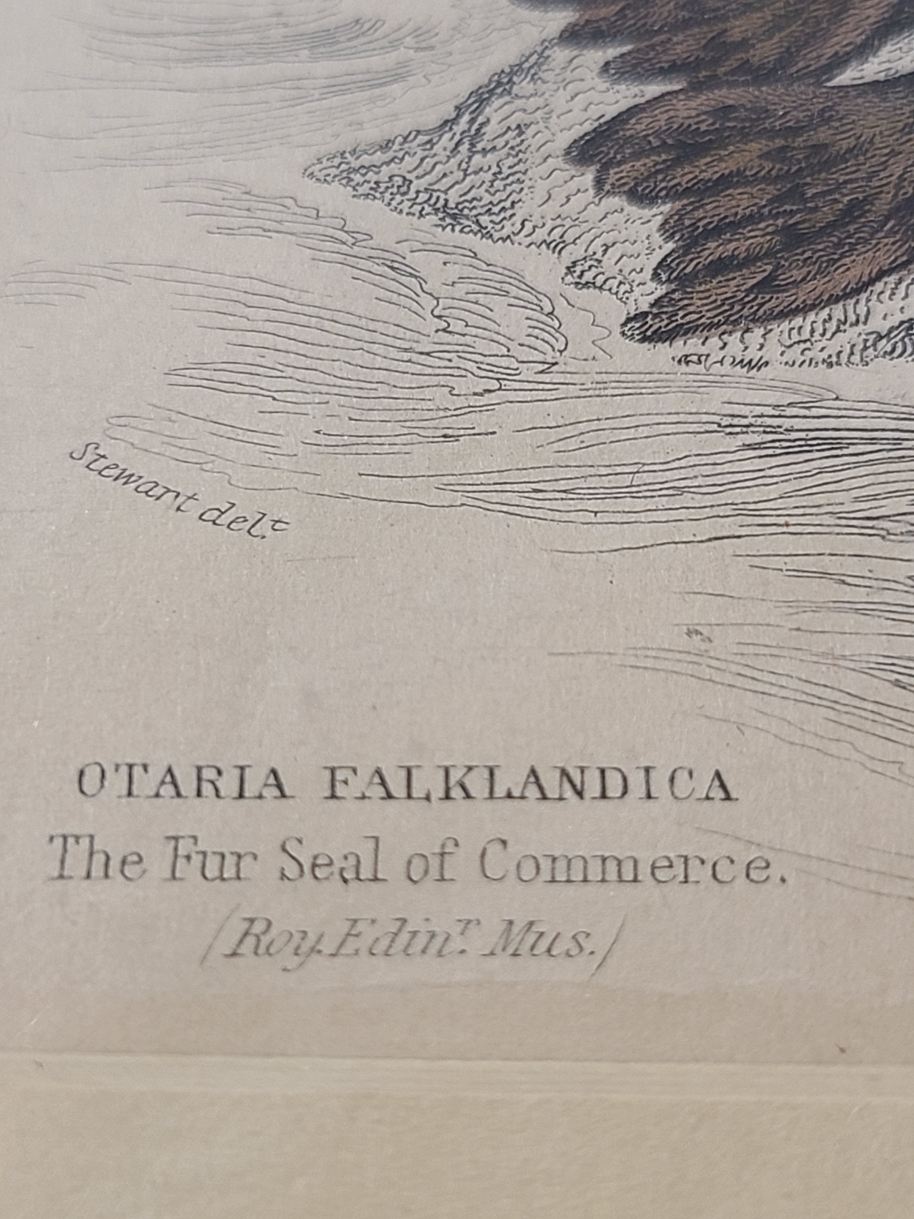 Ultra close up of Antique Hand Colored Fur Seal Etching from Scotland 1830s showing title.