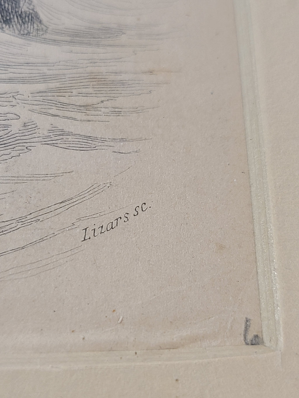 Ultra close up of Antique Hand Colored Fur Seal Etching from Scotland 1830s.