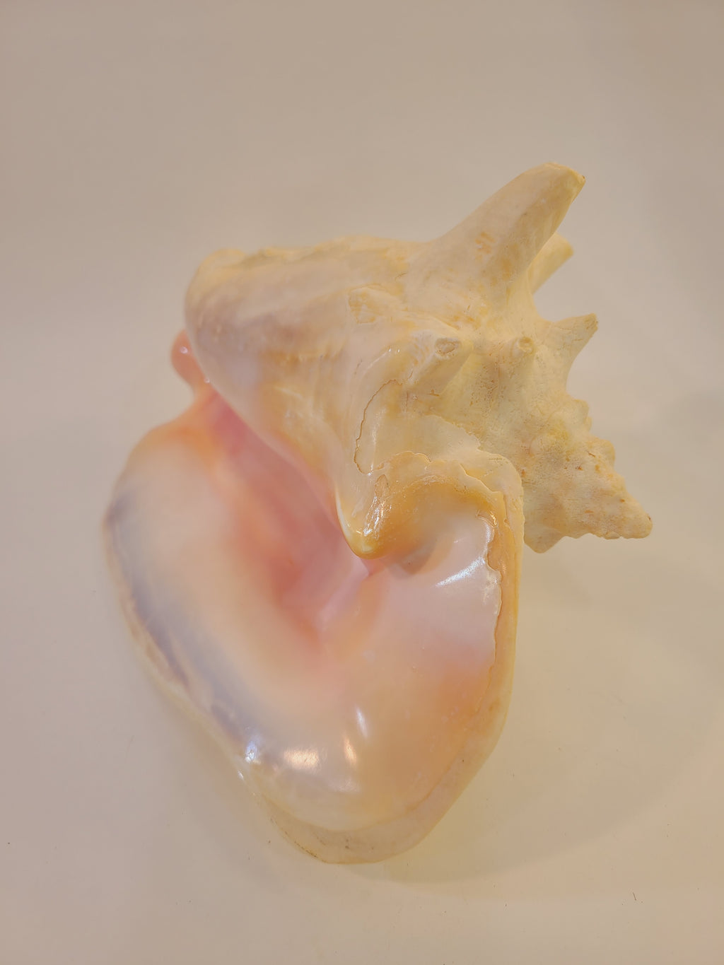 A large, polished queen conch shell showcasing a color gradient from pale cream and soft pink to light peach and lavender.