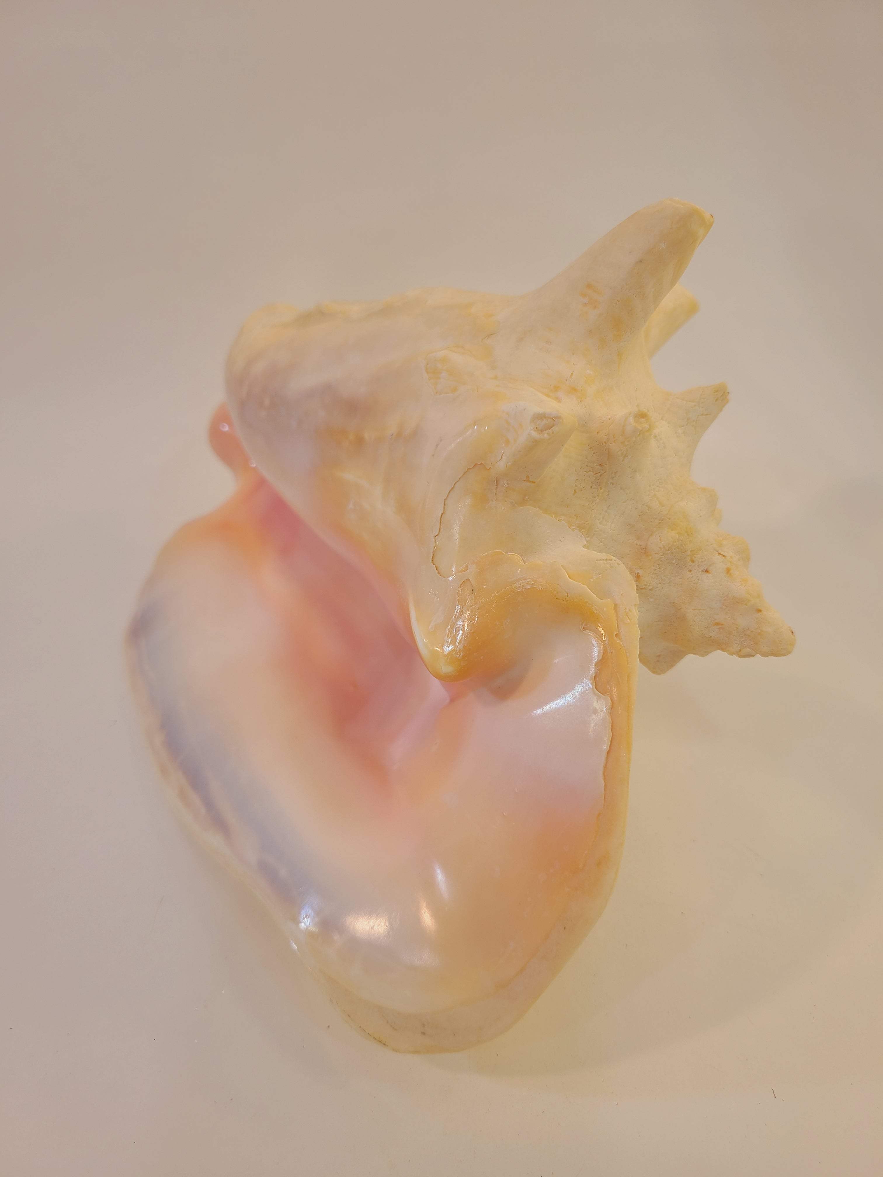A large, polished queen conch shell showcasing a color gradient from pale cream and soft pink to light peach and lavender.