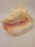 A large, polished queen conch shell with a glossy pearlescent finish, showcasing a color gradient from pale cream and soft pink to light peach and lavender, set against a plain off-white background.