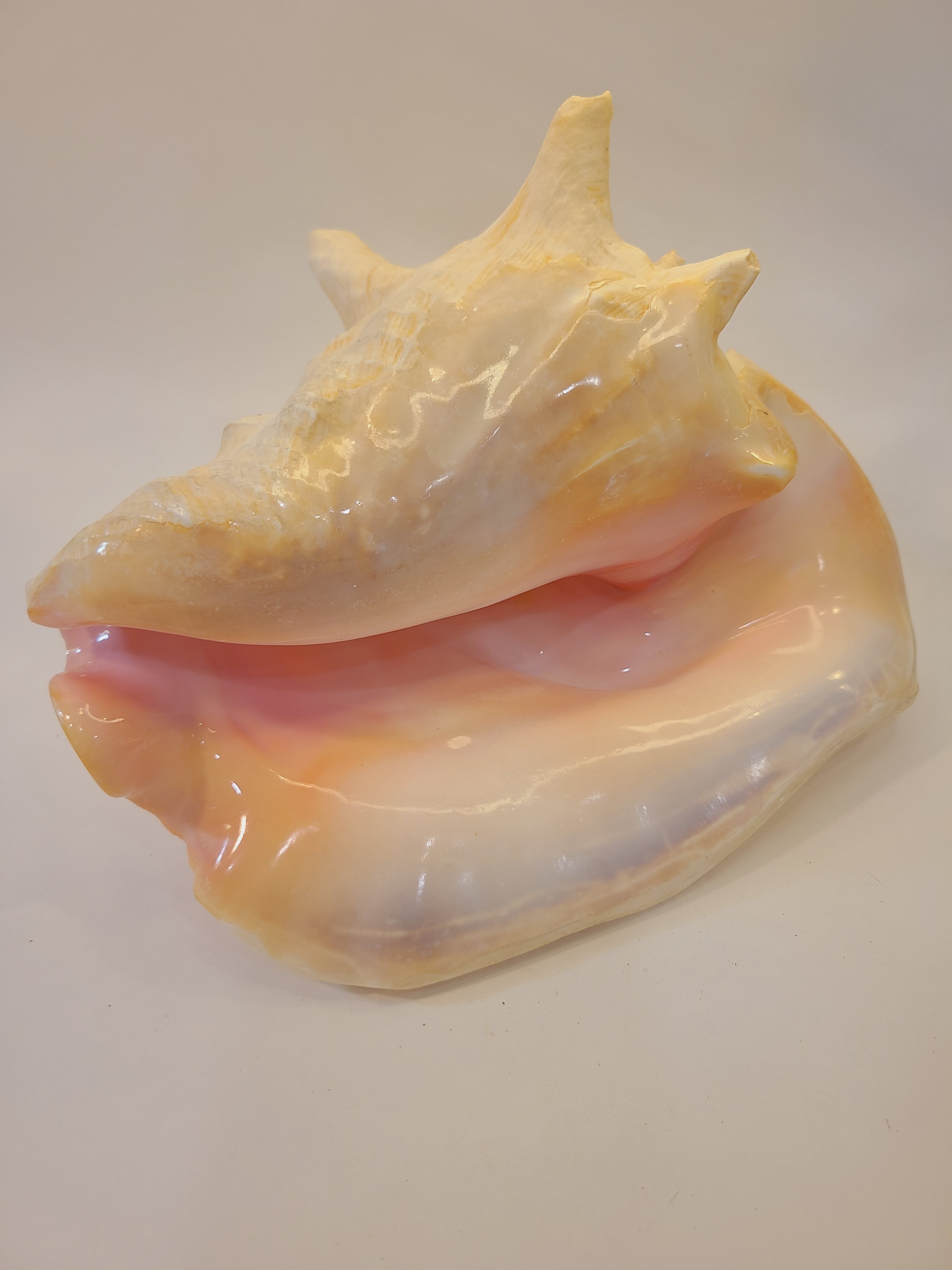 A large, polished queen conch shell with a glossy pearlescent finish, showcasing a color gradient from pale cream and soft pink to light peach and lavender, set against a plain off-white background.