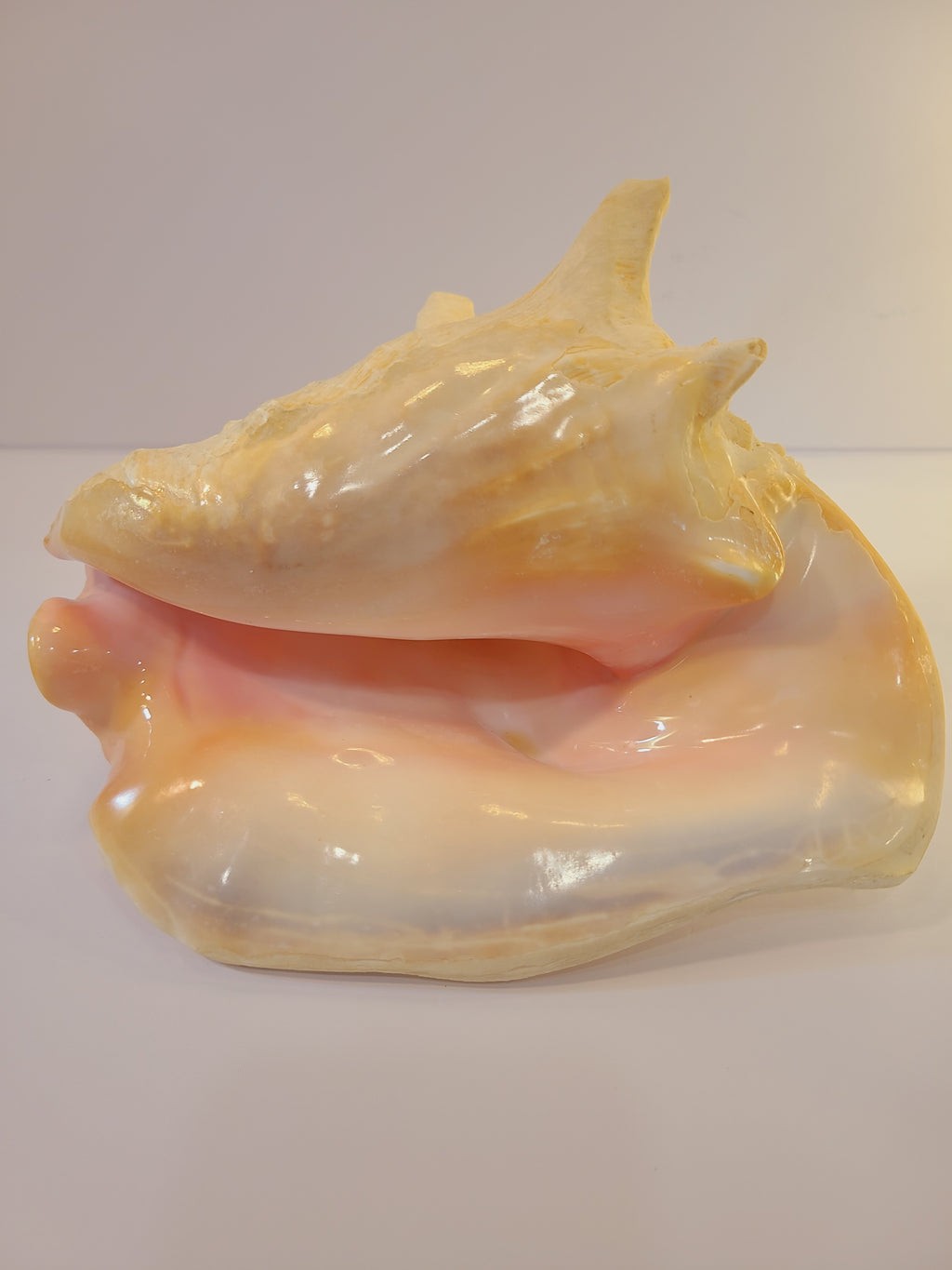 A large, glossy queen conch shell showing a pale yellow outer surface and a soft pink inner chamber.