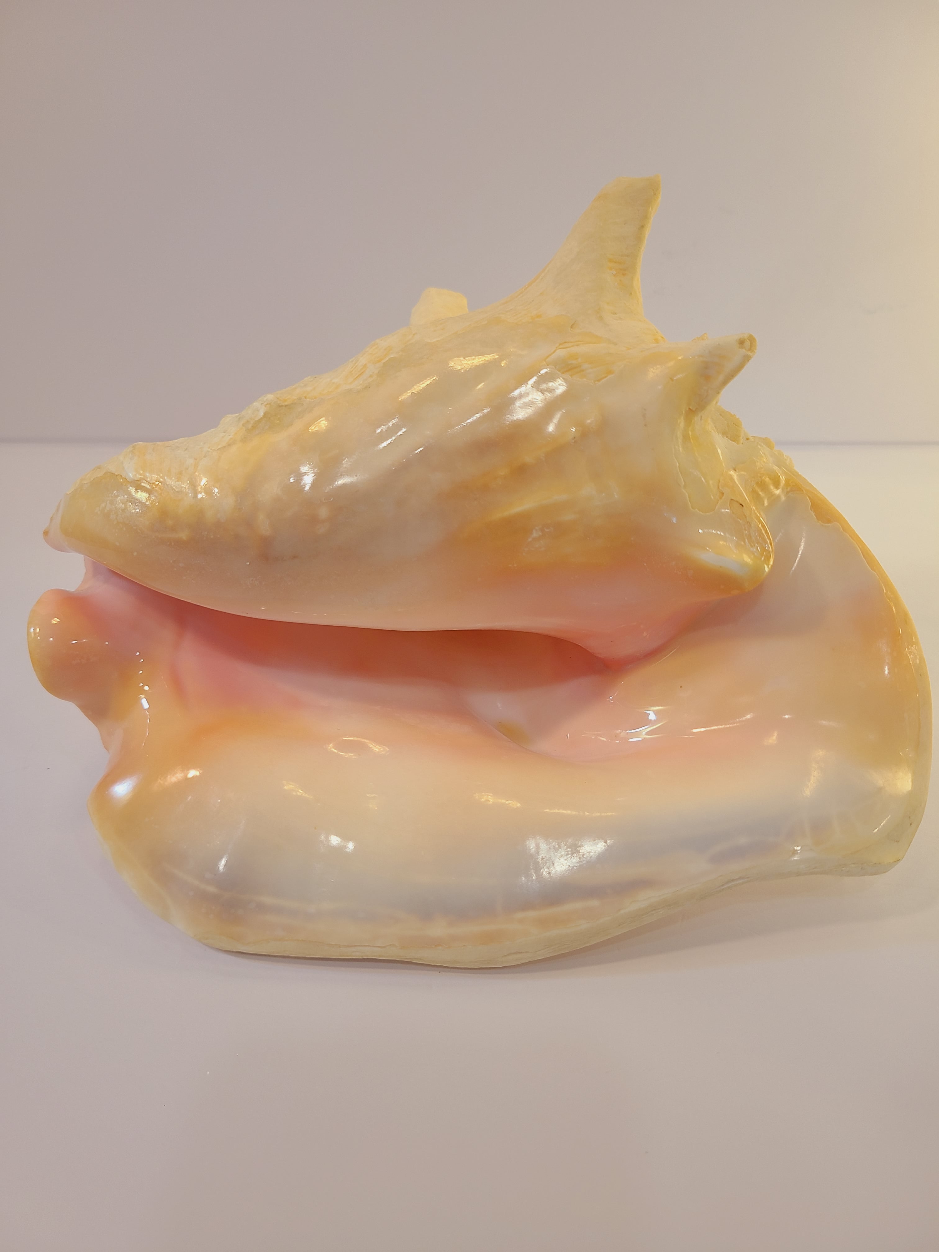 A large, glossy queen conch shell showing a pale yellow outer surface and a soft pink inner chamber.