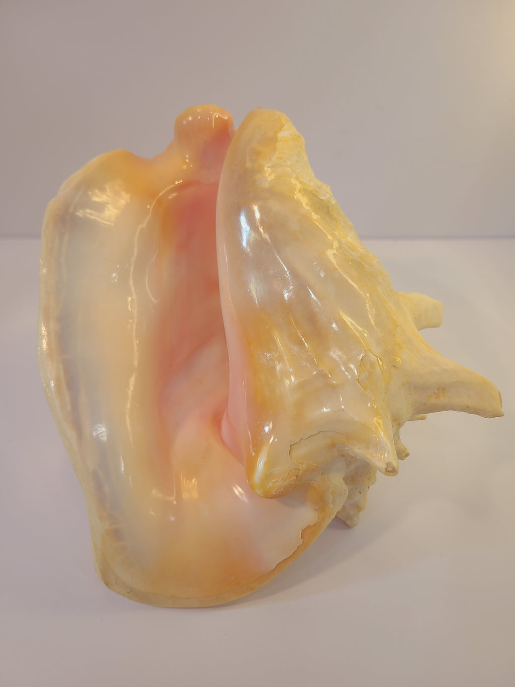 A large, glossy queen conch shell with a pale yellow exterior and a soft pink interior, photographed on a plain light background.