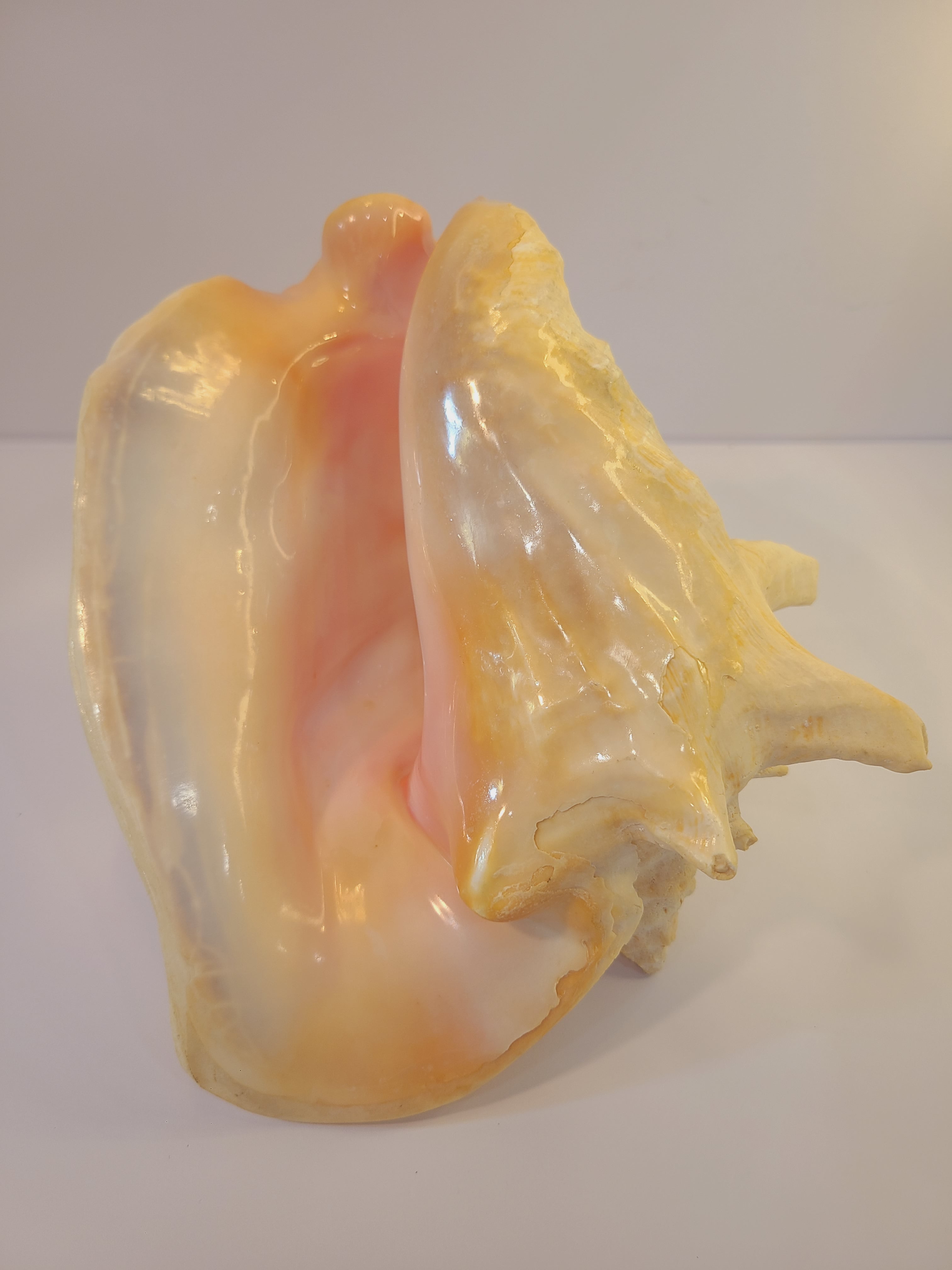 A large, glossy queen conch shell with a pale yellow exterior and a soft pink interior, photographed on a plain light background.